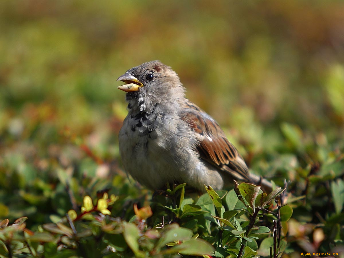 птичка, животные, воробьи