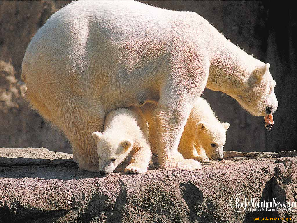 животные, медведи