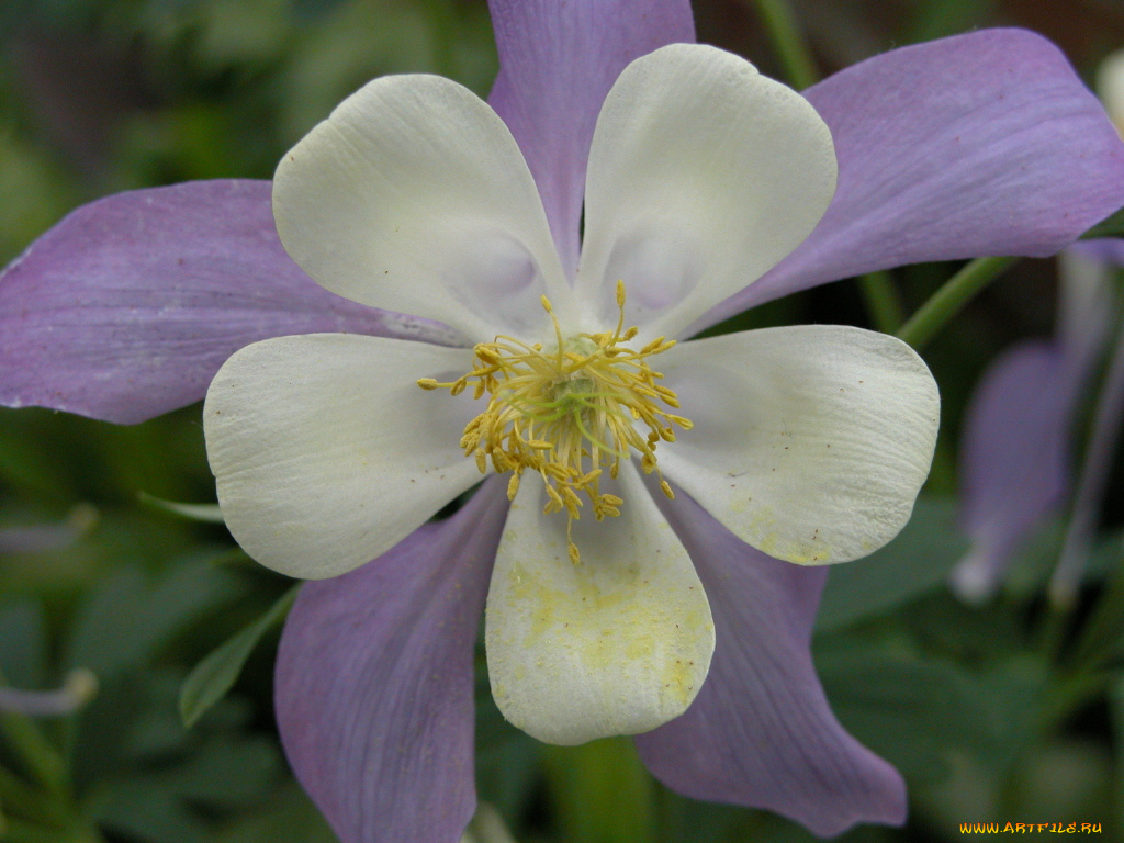 цветы, аквилегия, водосбор