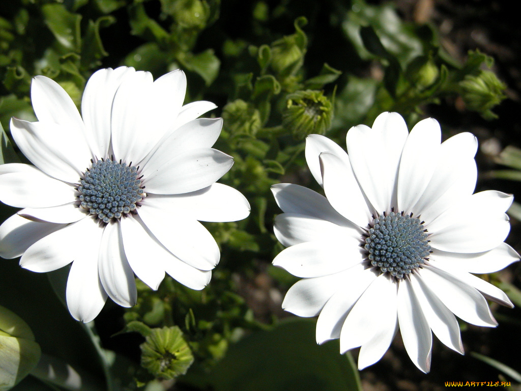 цветы, диморфотеки