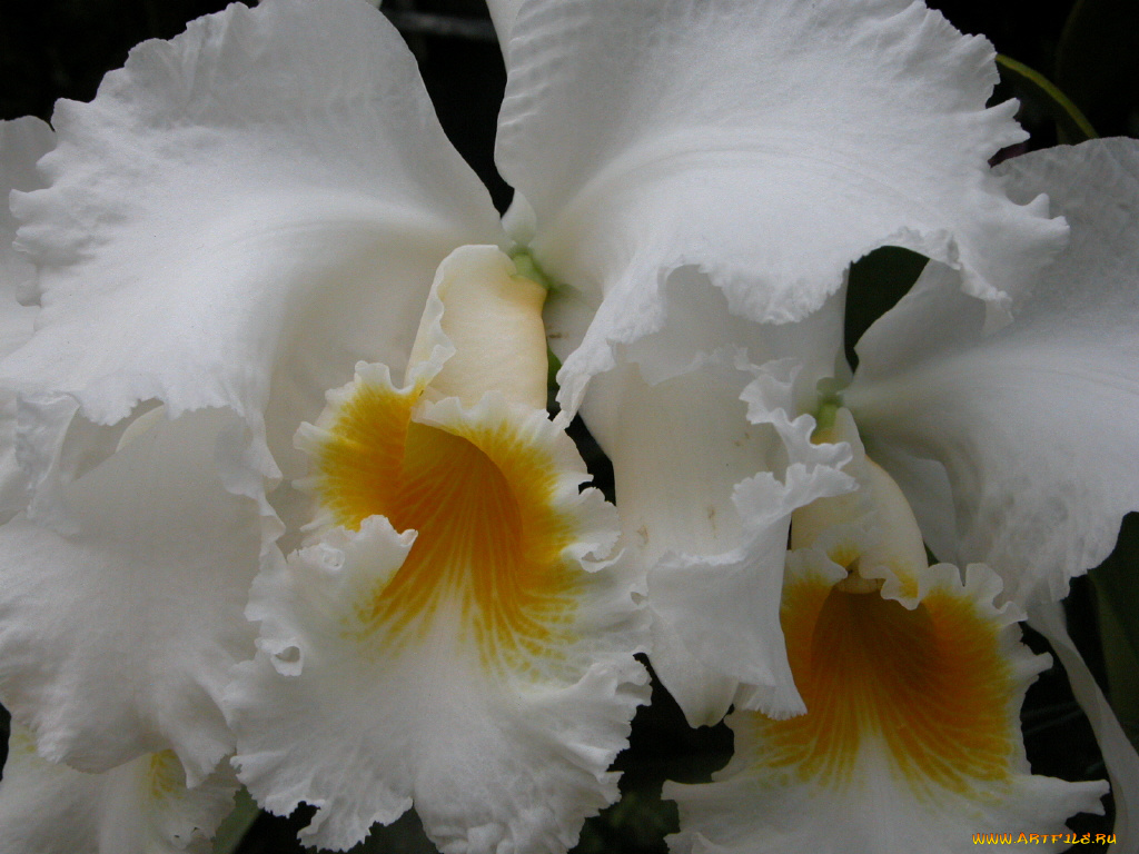 цветы, орхидеи