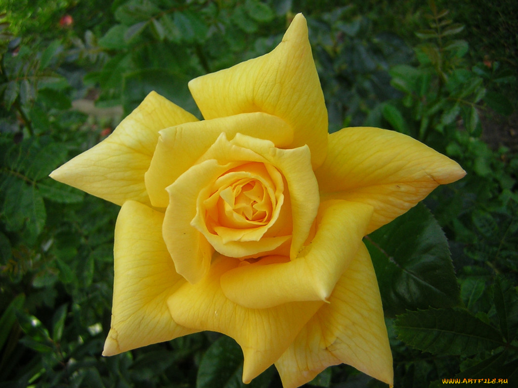 цветы, розы