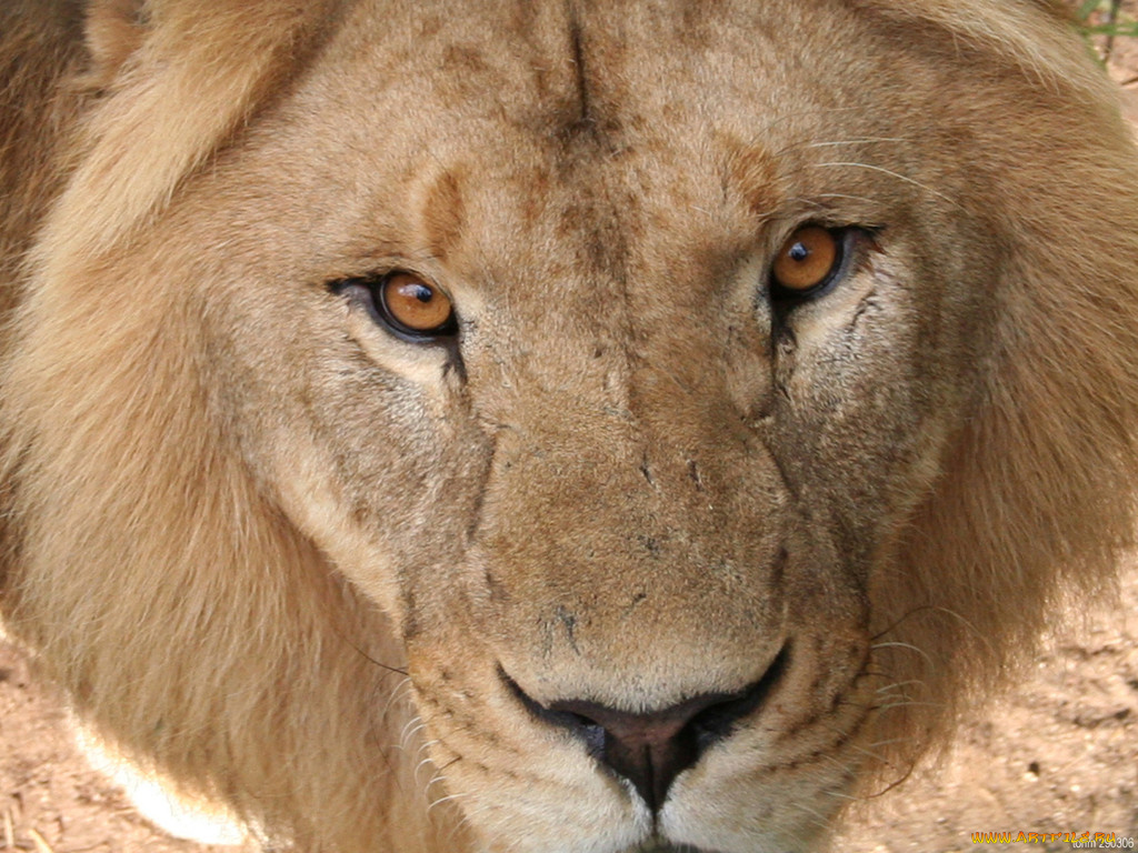 животные, львы