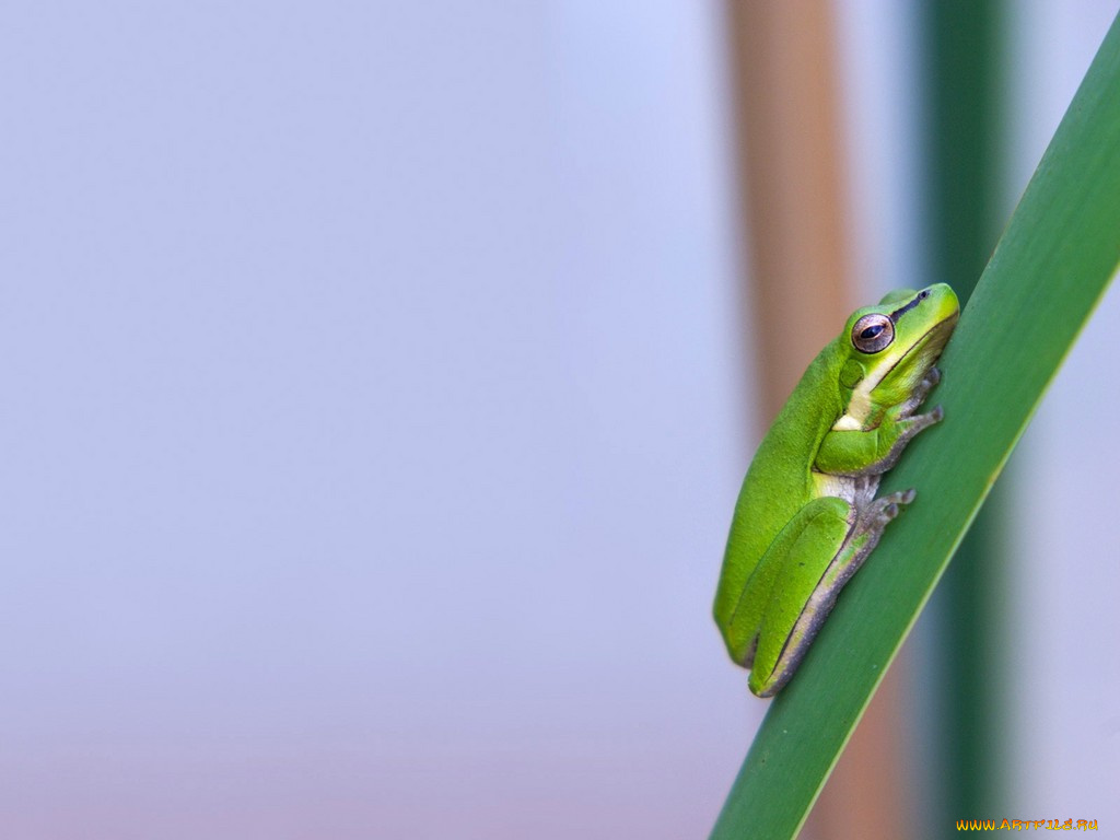 животные, лягушки