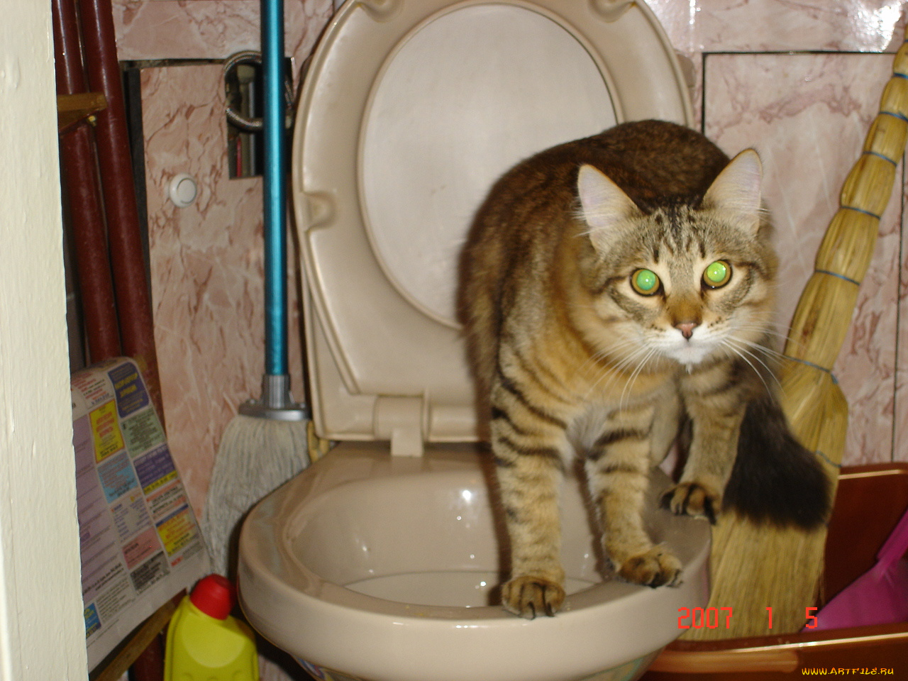 саймон, the, cat, животные, коты