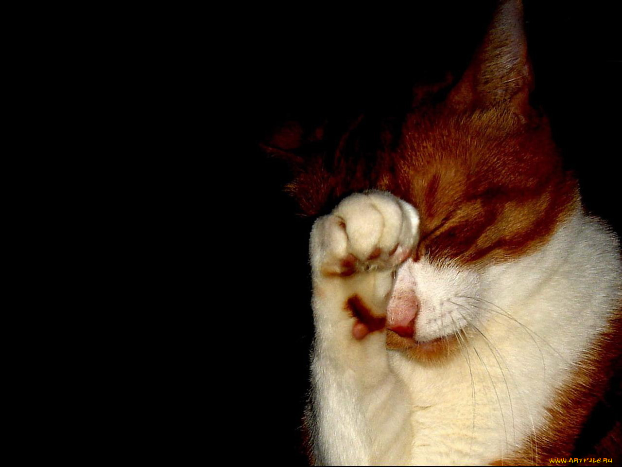 животные, коты