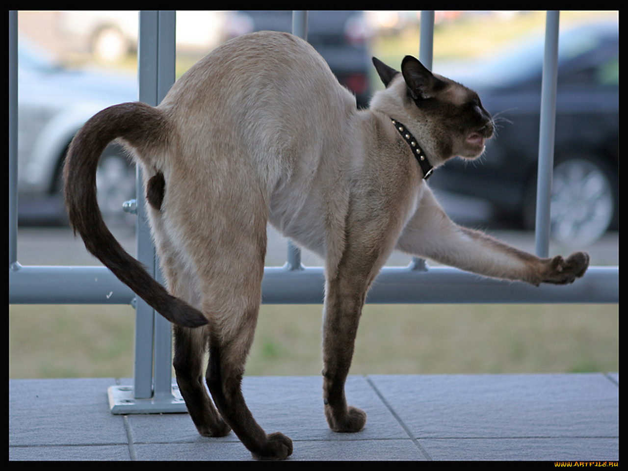 животные, коты