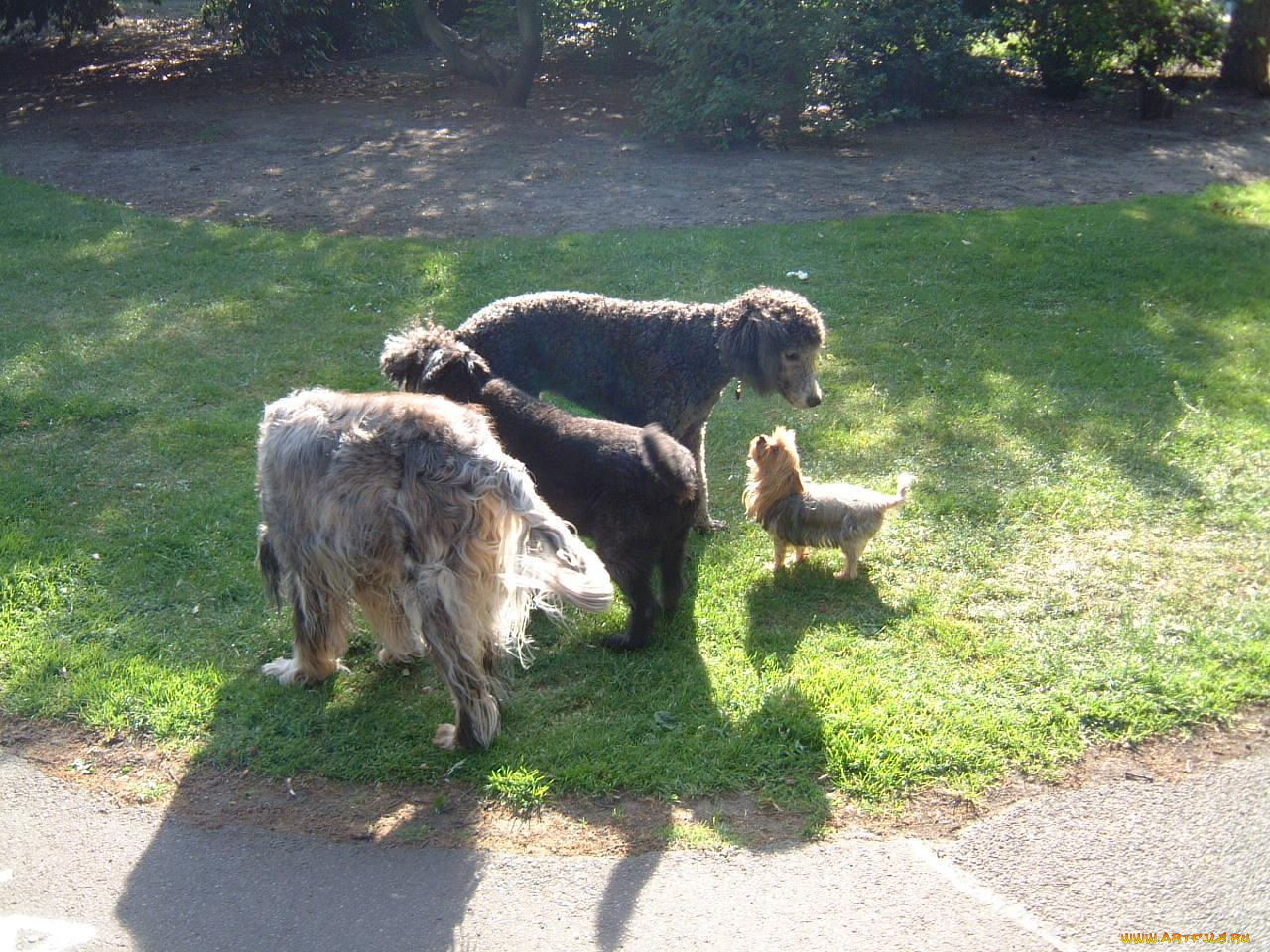 животные, собаки