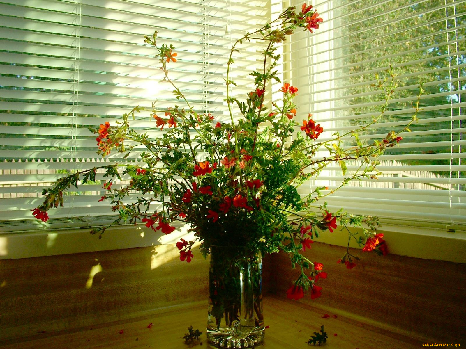 цветы, букеты, композиции