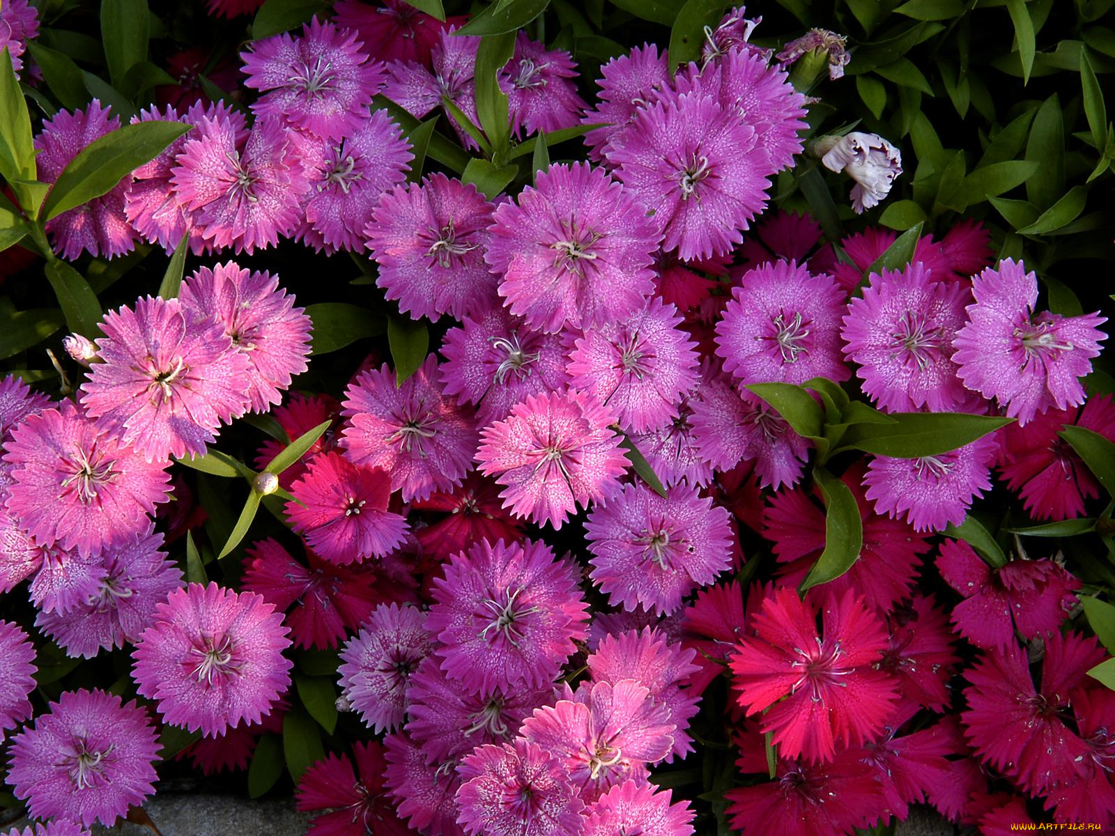 цветы, гвоздики