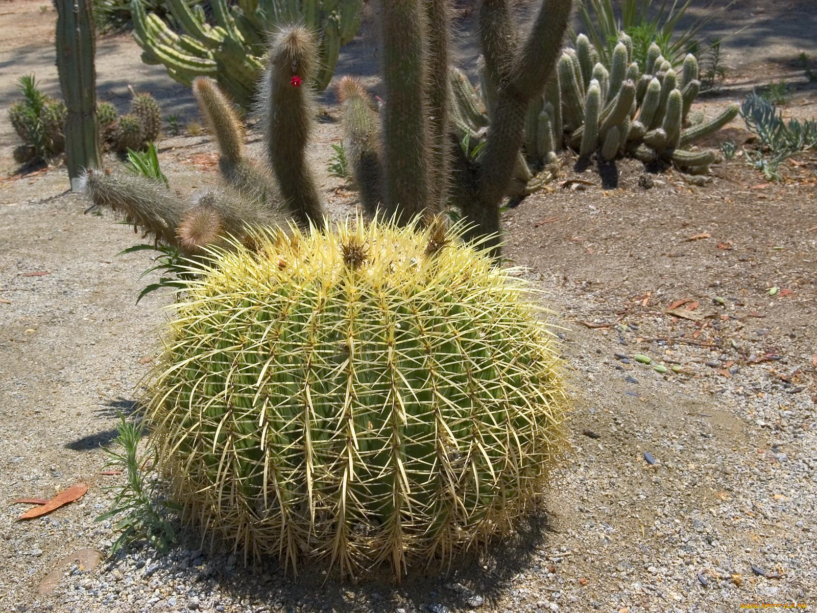 цветы, кактусы