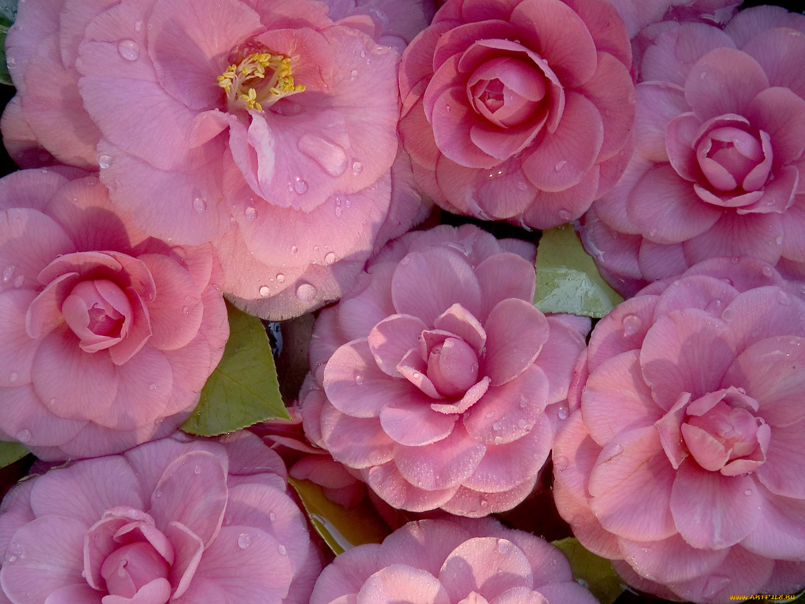 цветы, камелии