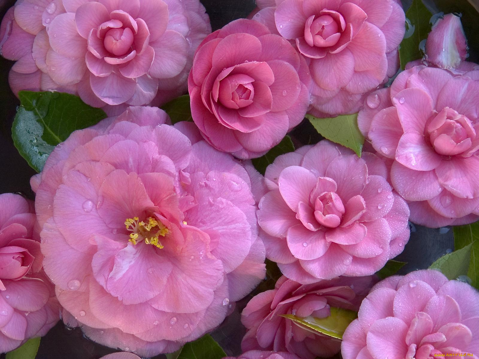 цветы, камелии