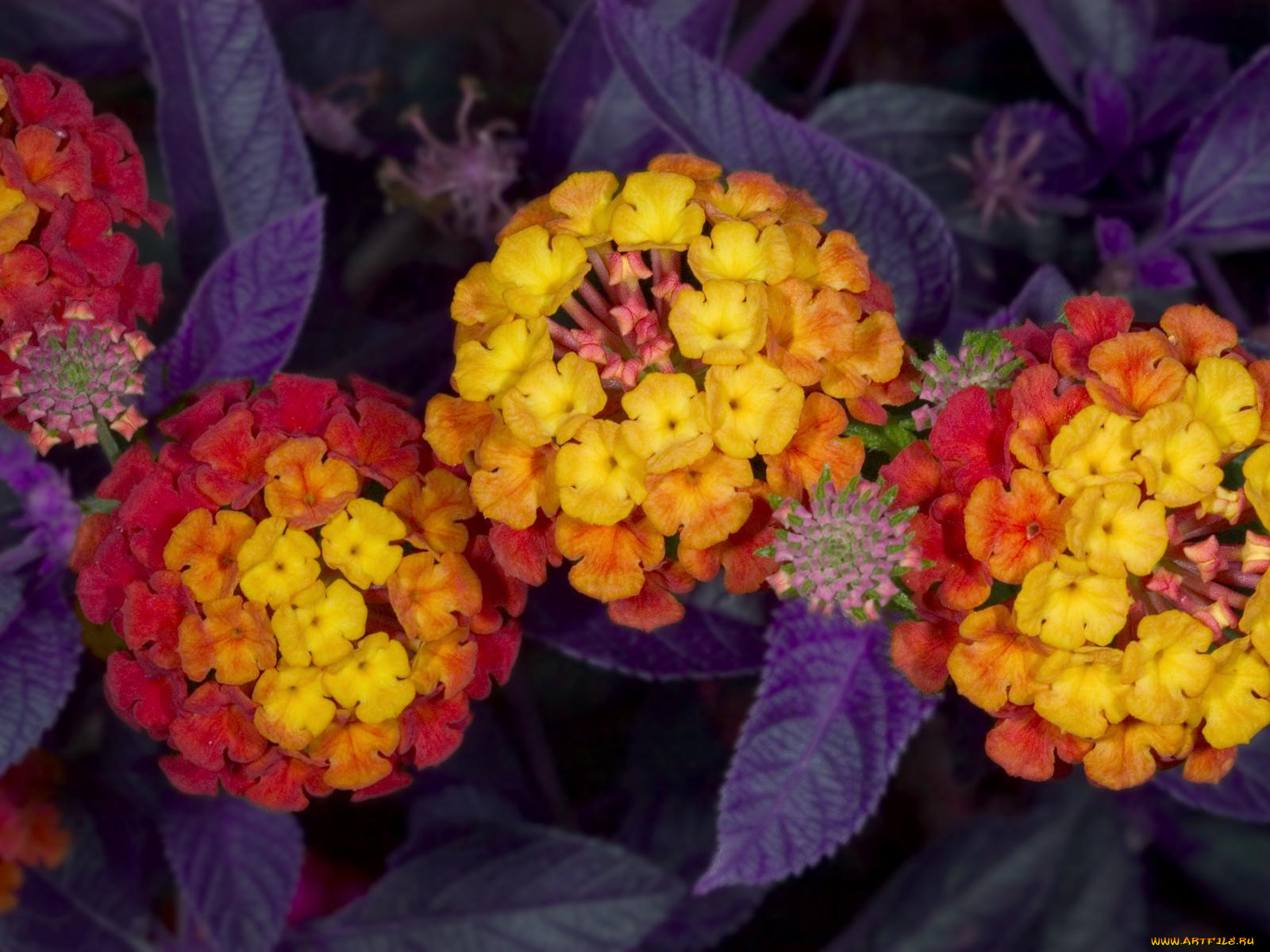 цветы, лантана, вербена