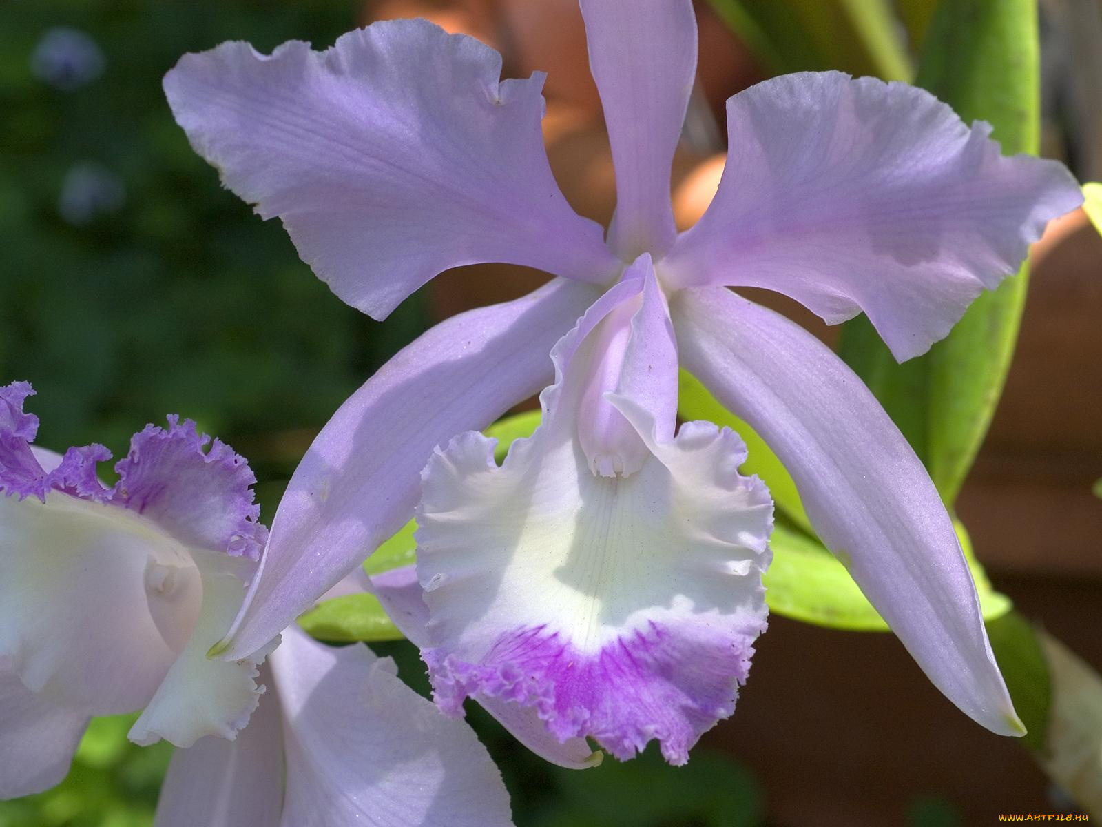 цветы, орхидеи