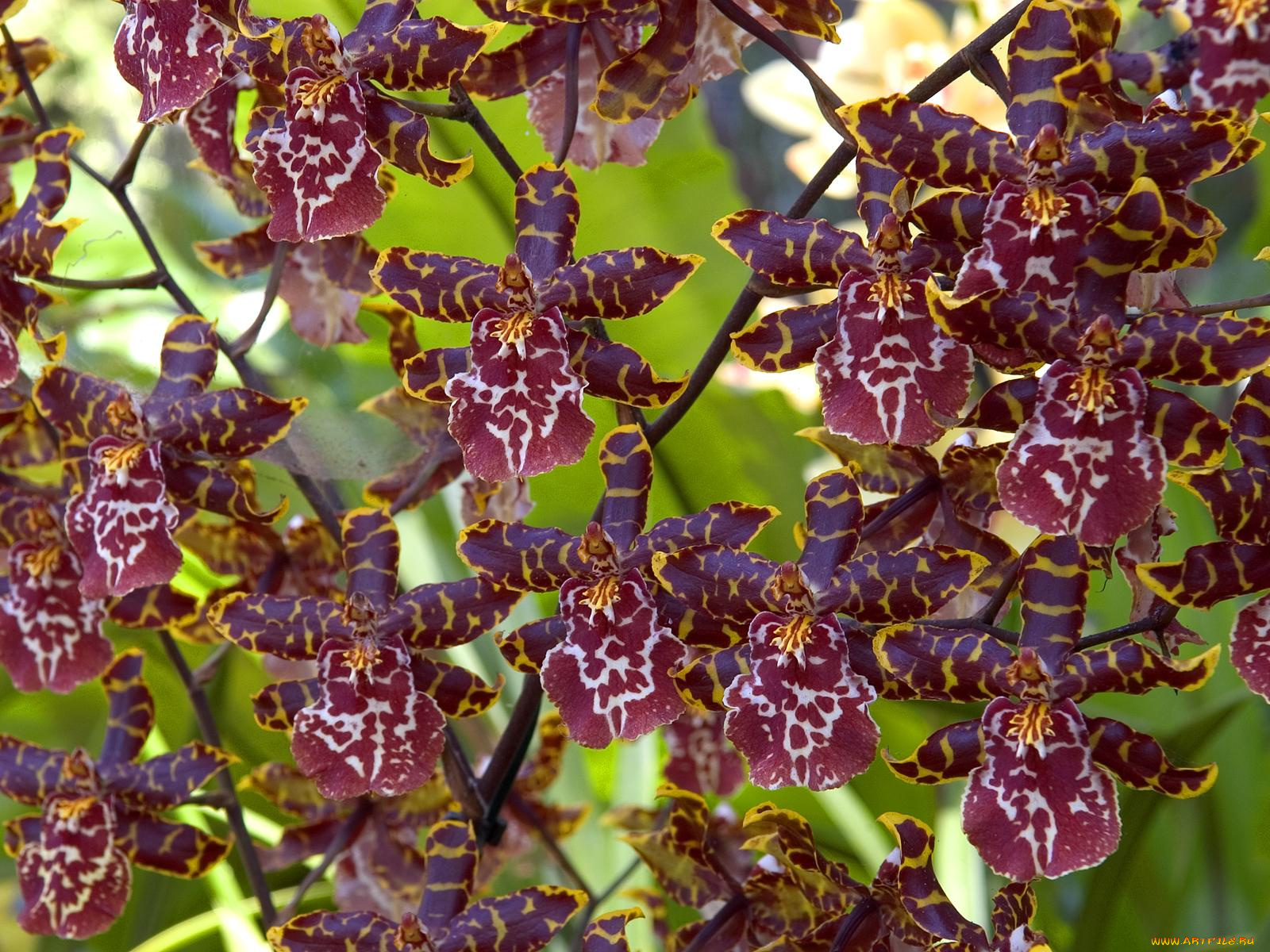 цветы, орхидеи