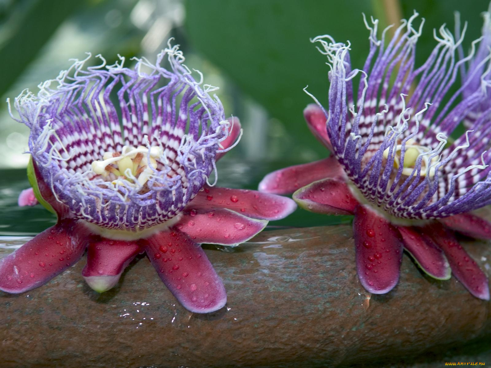 цветы, пассифлора