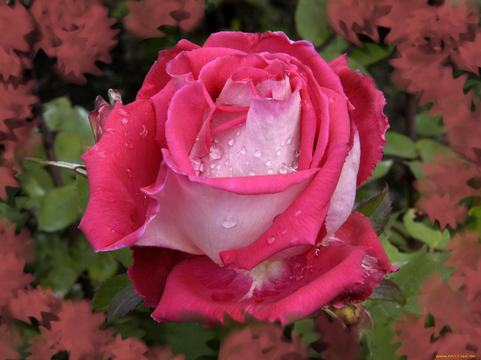 цветы, розы