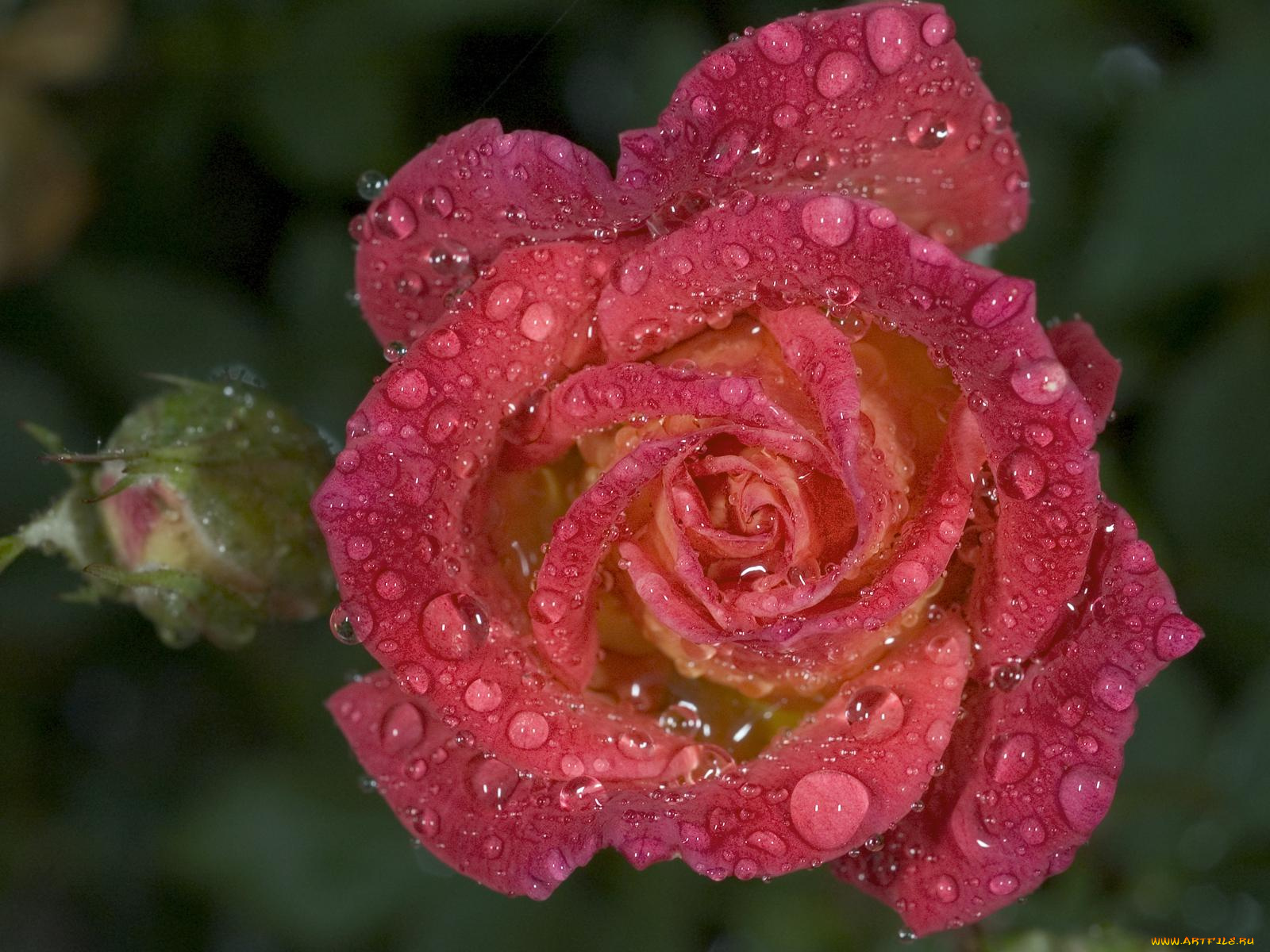 цветы, розы