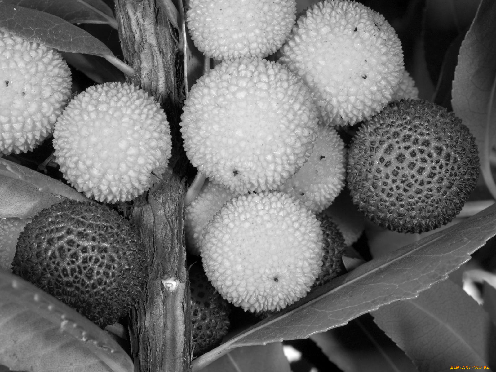 еда, земляничное, дерево