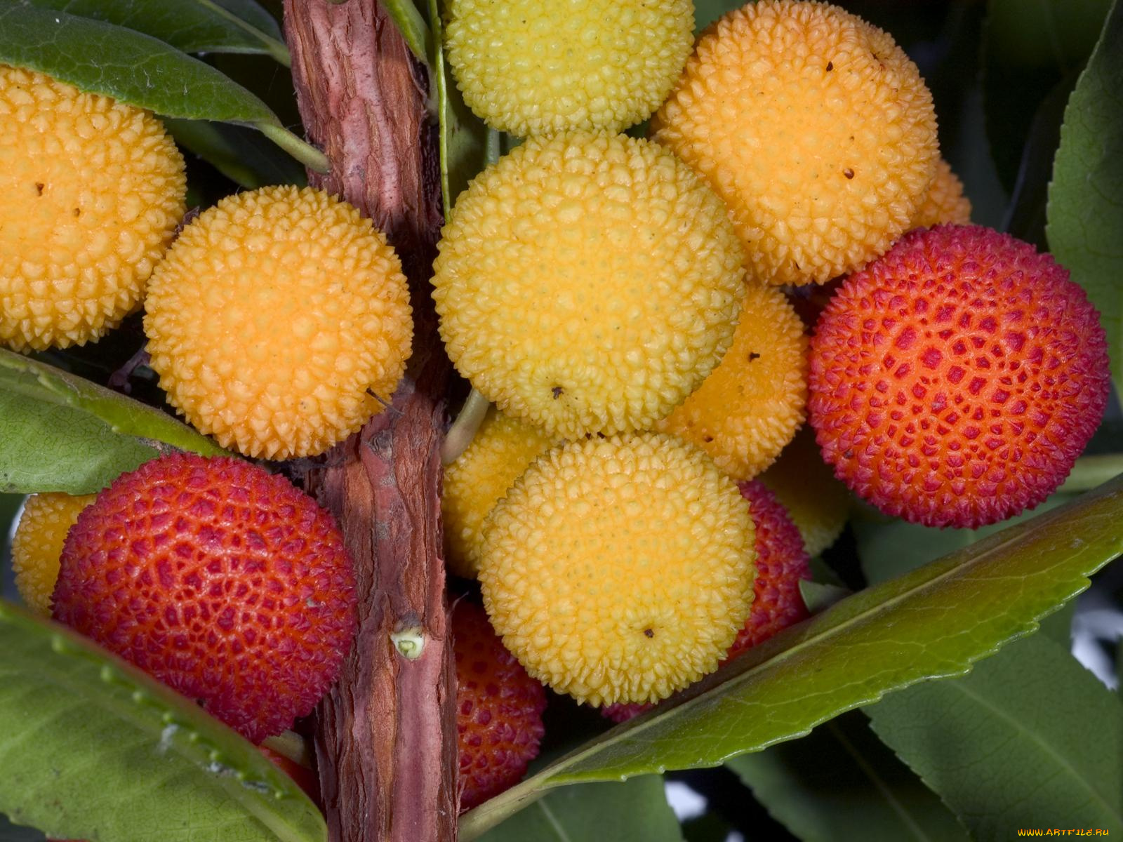 еда, земляничное, дерево