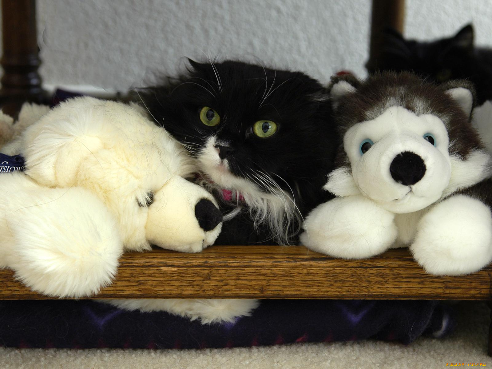 животные, коты