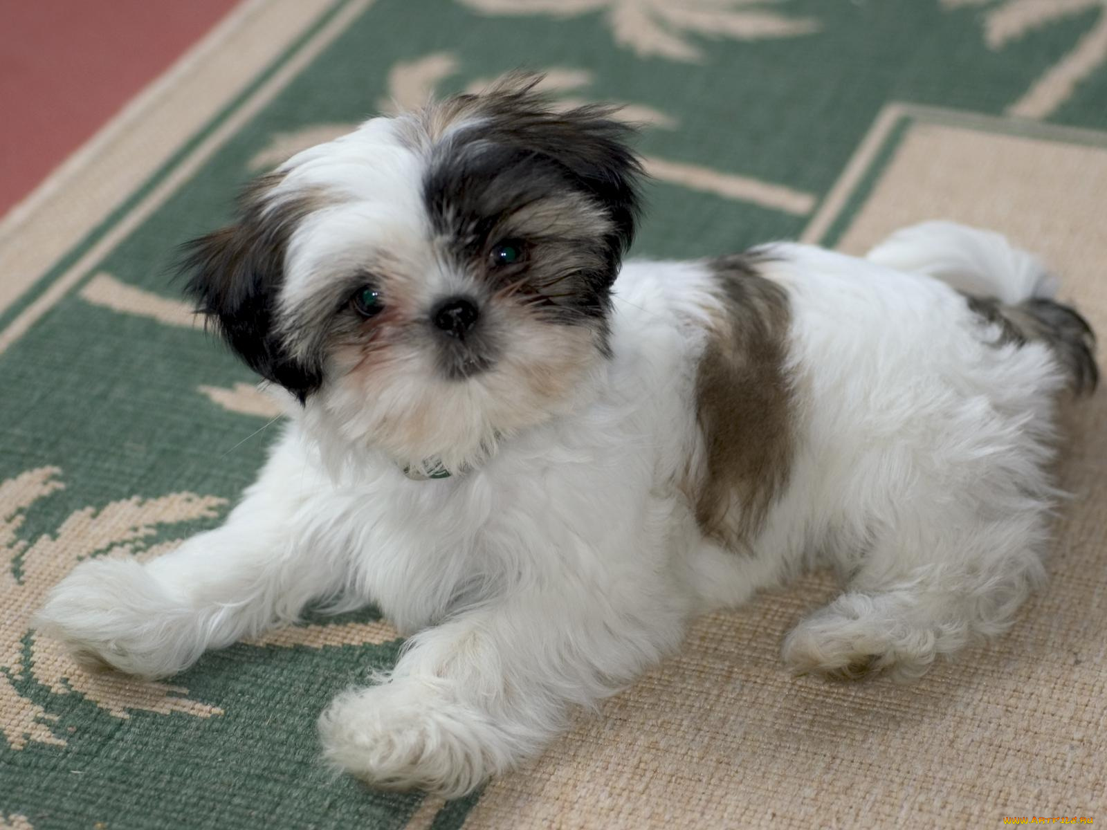 животные, собаки