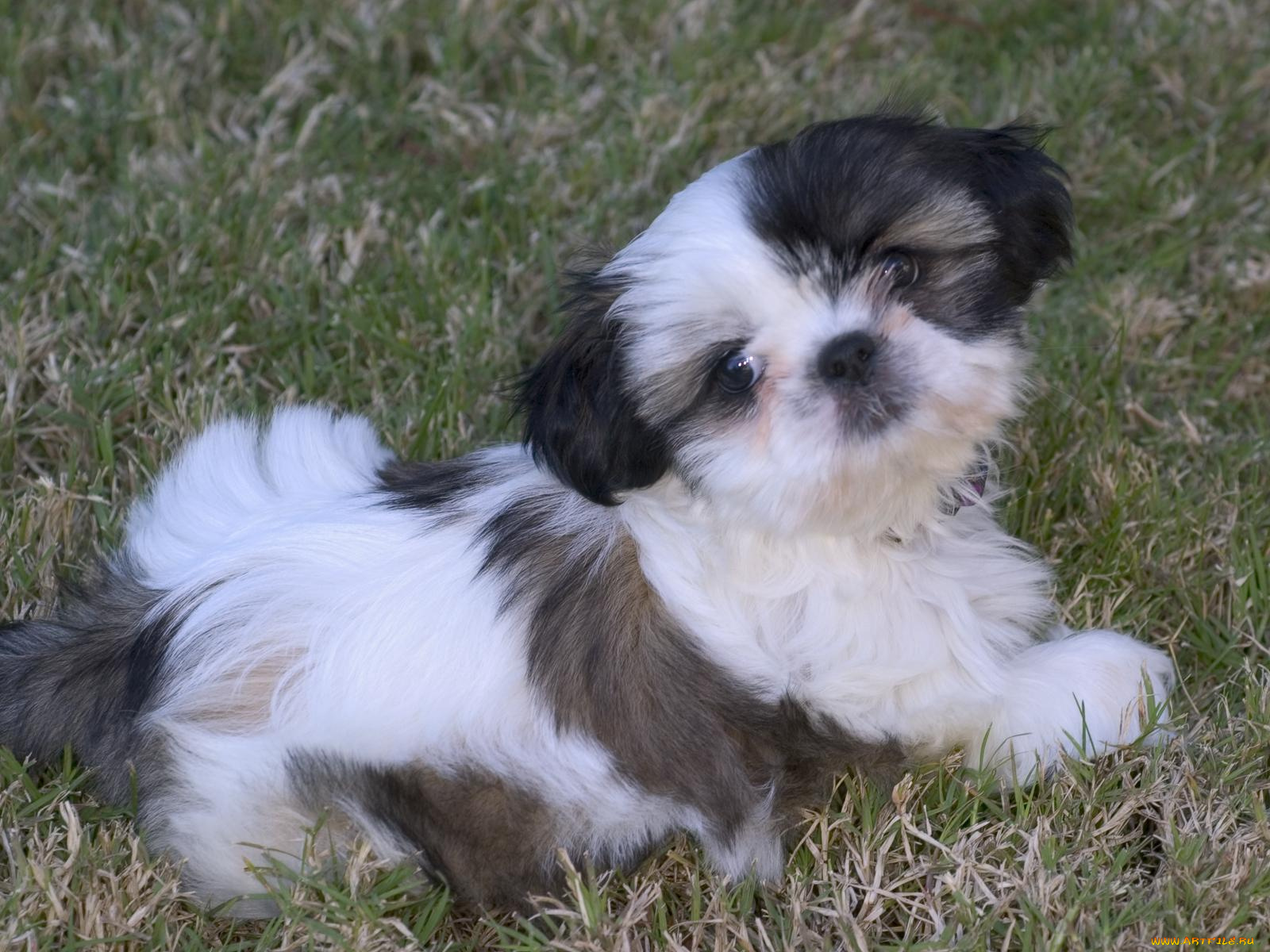 животные, собаки