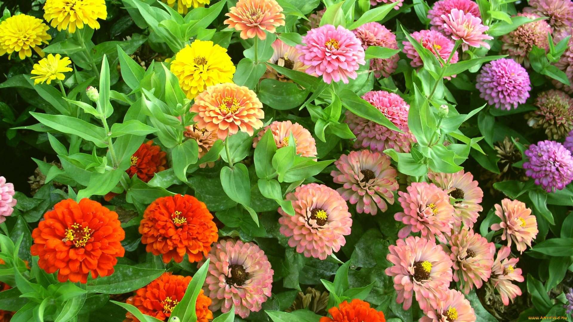 цветы, цинния