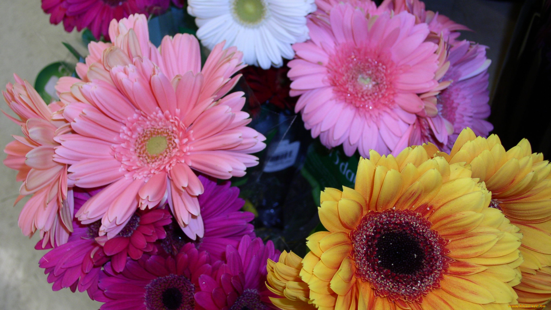 цветы, герберы