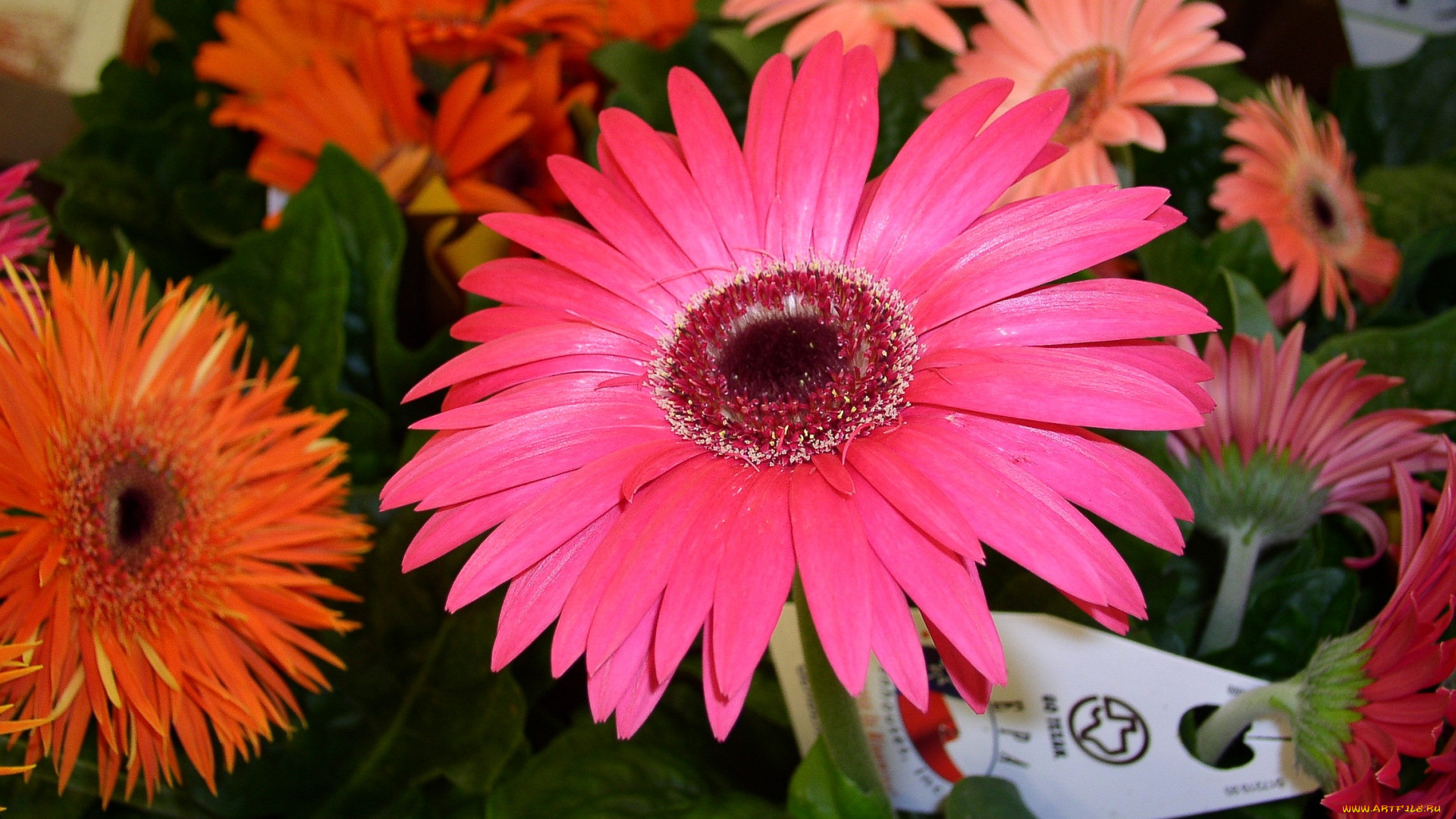 цветы, герберы