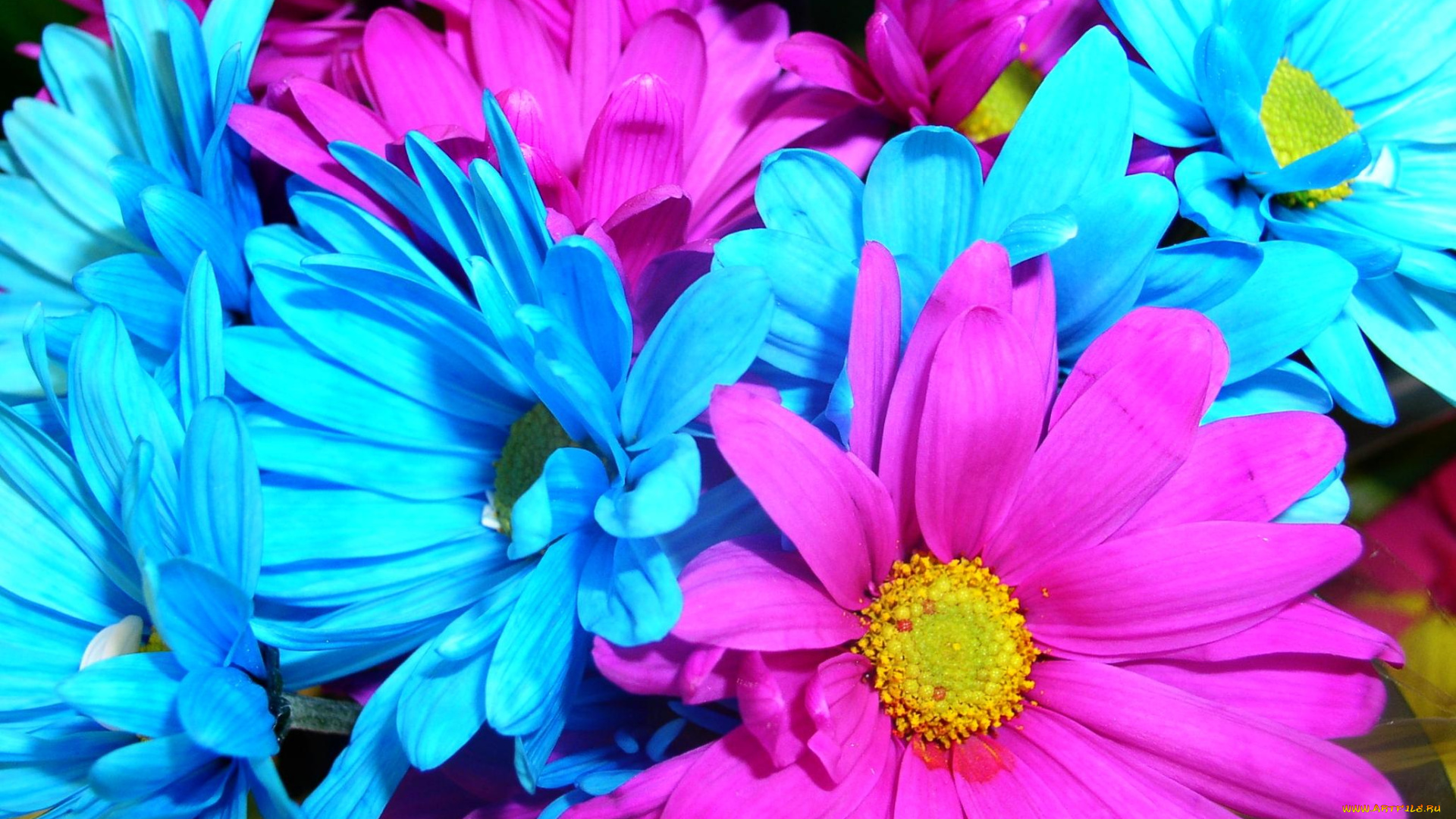 цветы, хризантемы