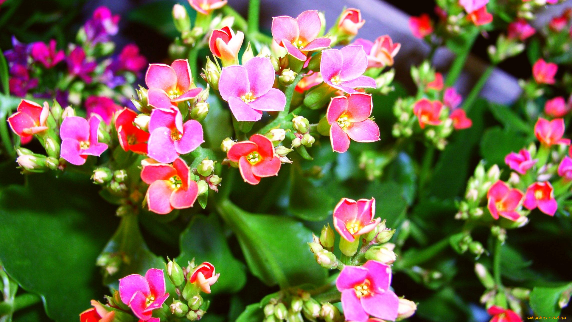 цветы, каланхоэ