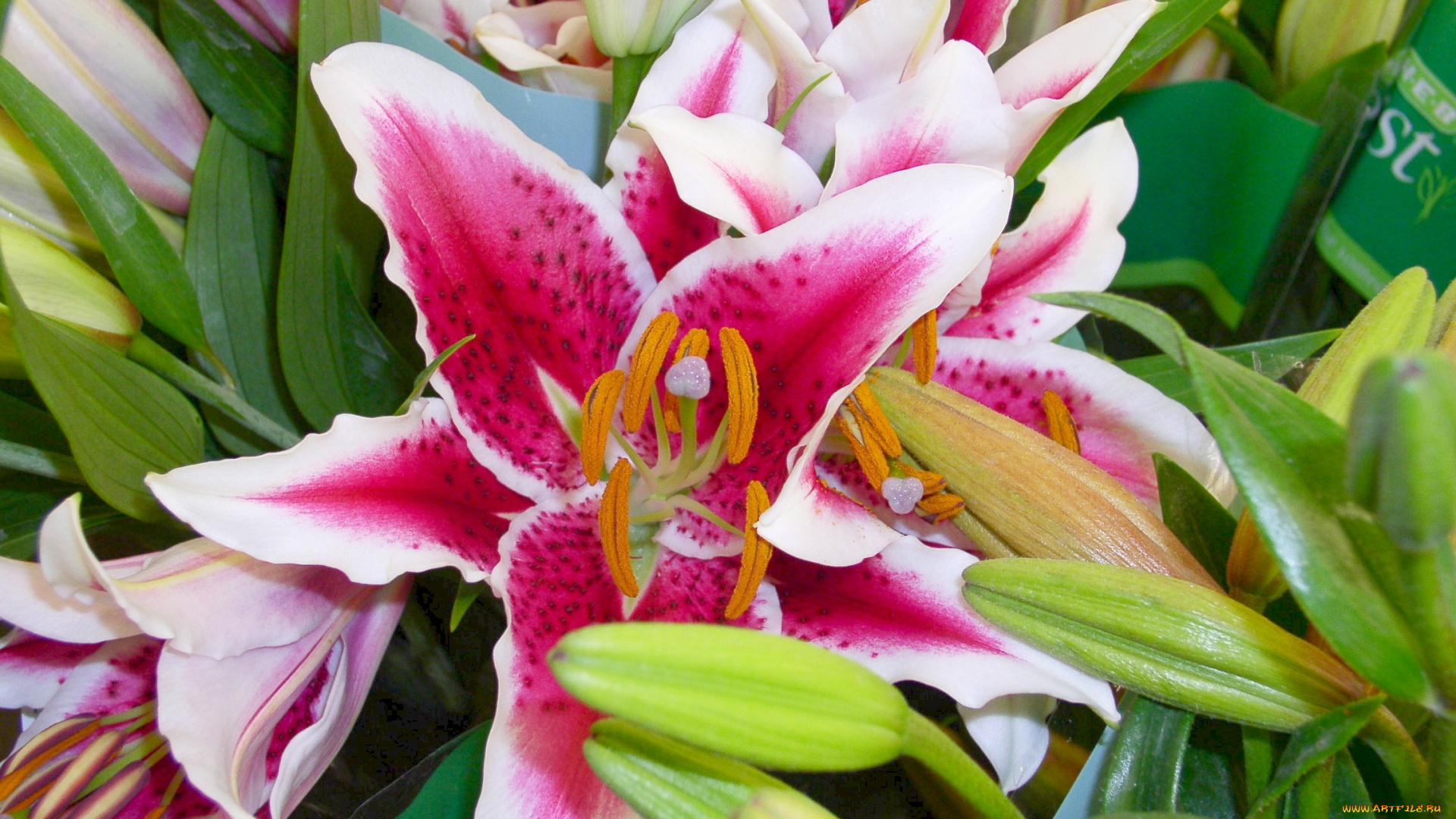 цветы, лилии, лилейники