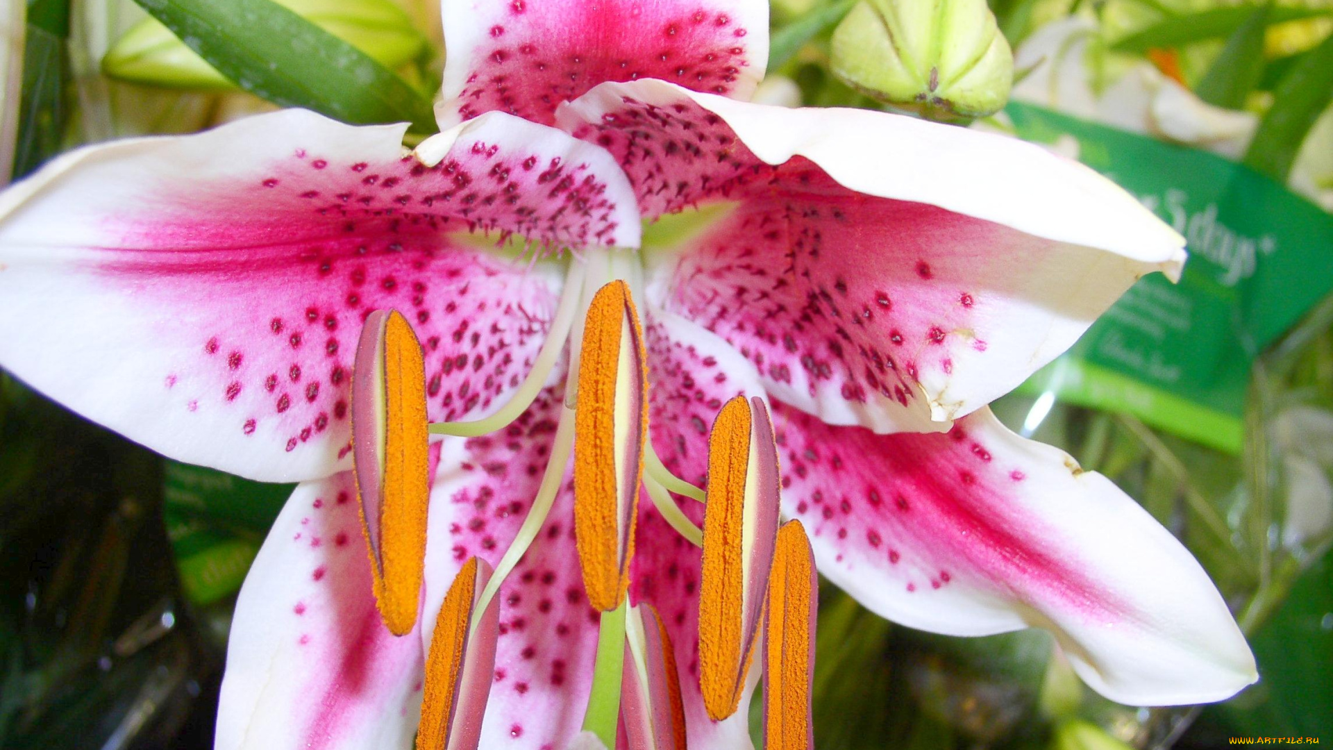 цветы, лилии, лилейники