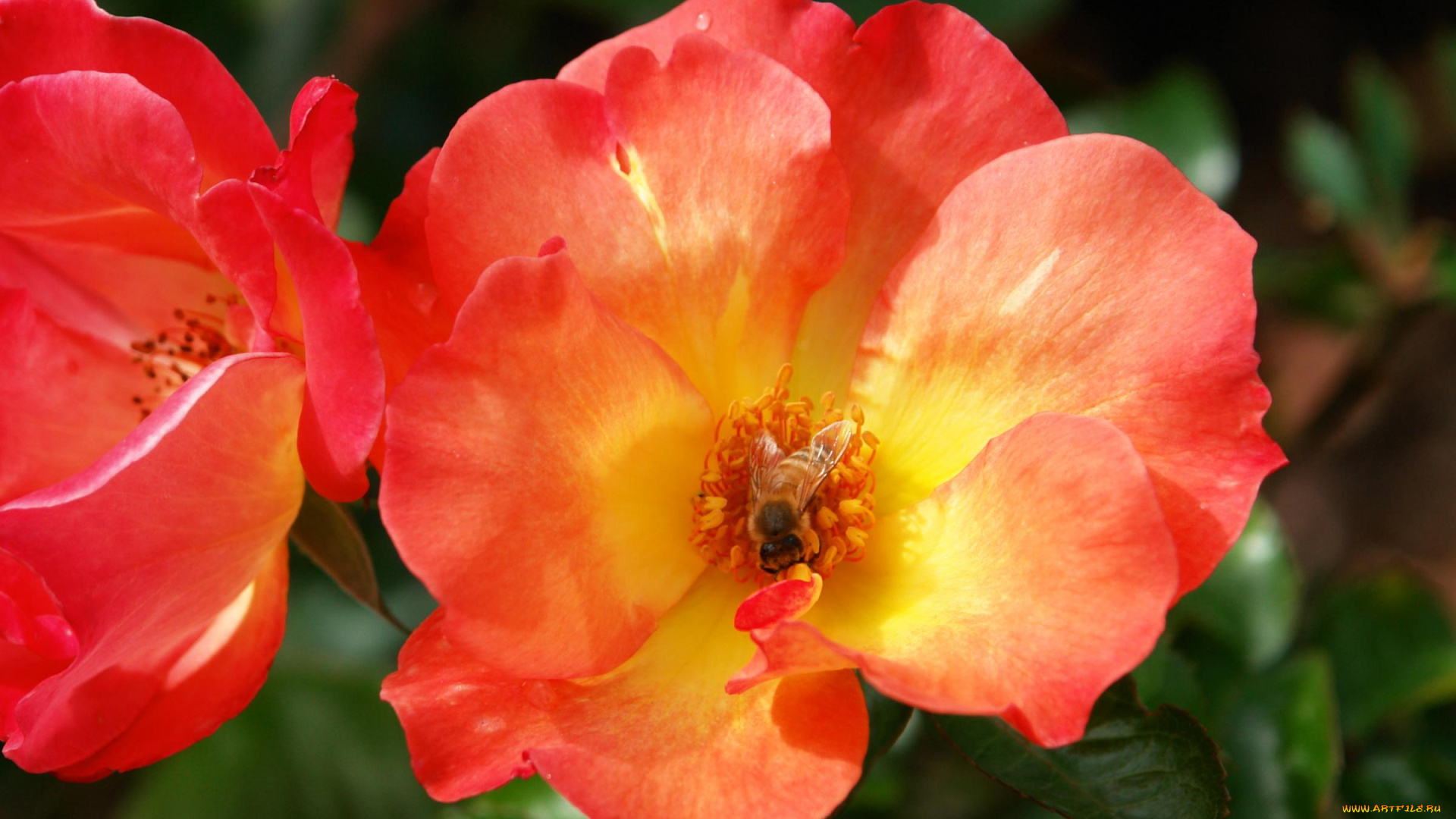 цветы, розы