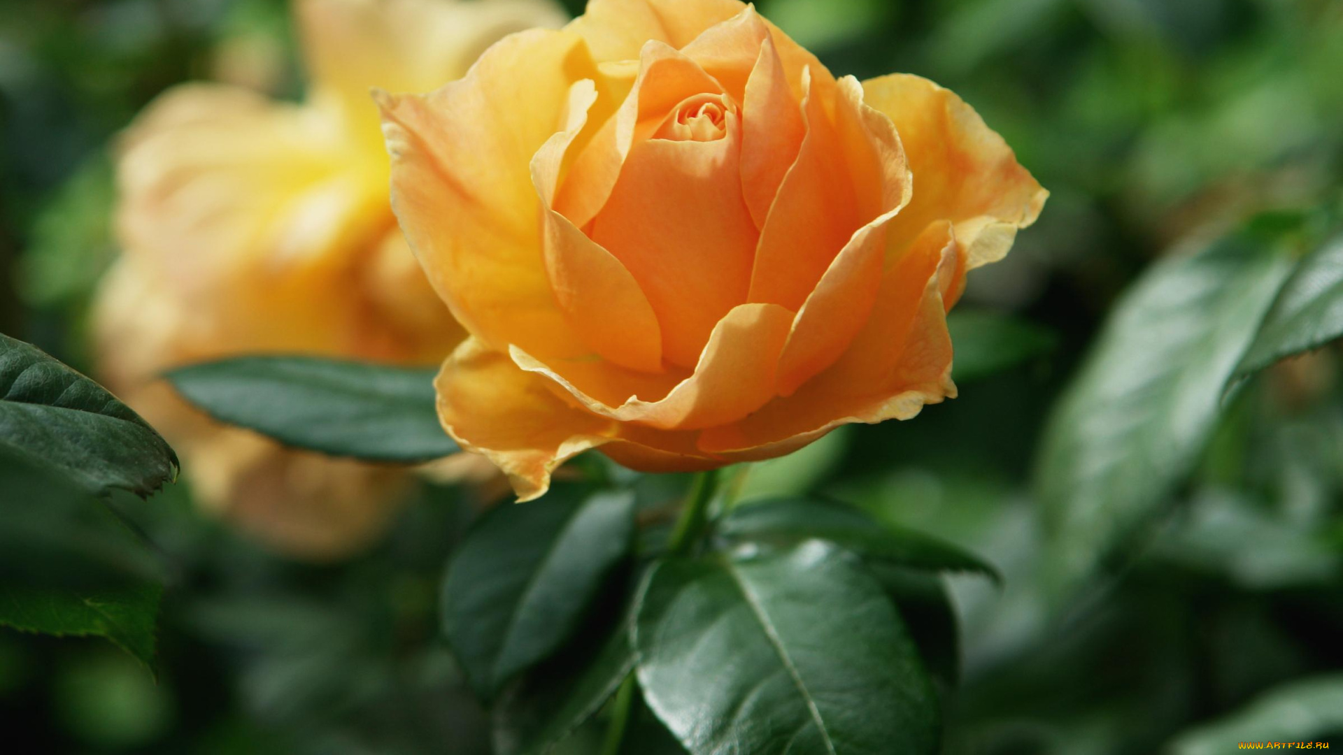 цветы, розы