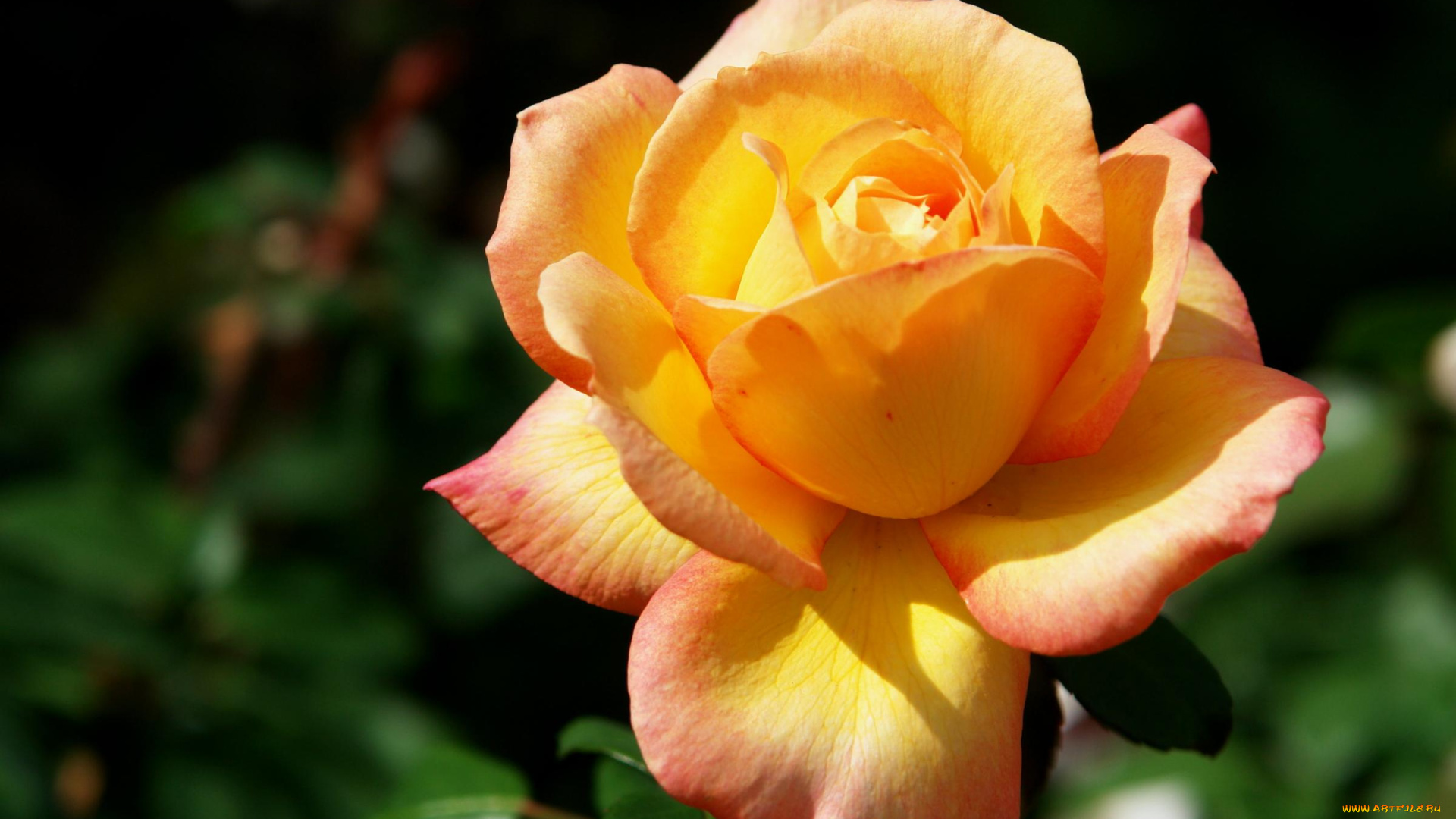 цветы, розы