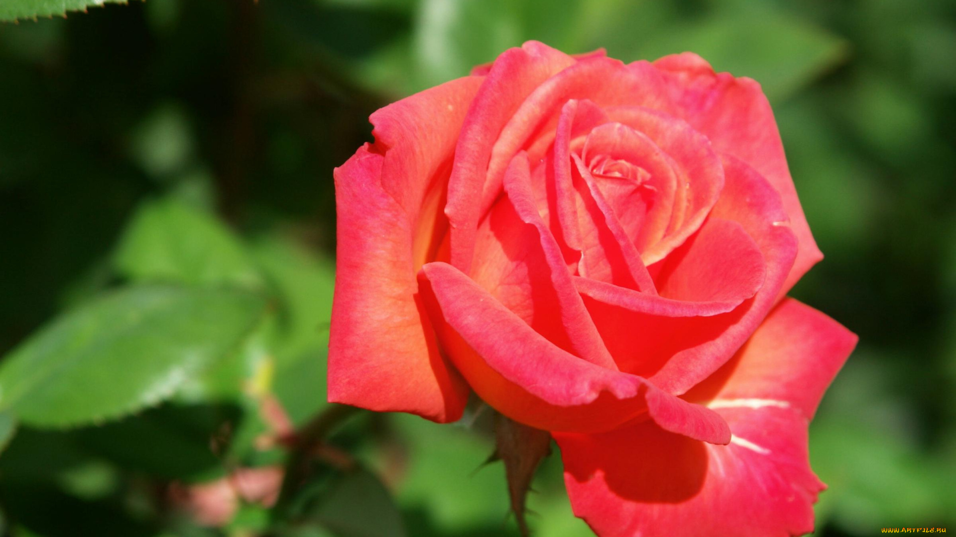 цветы, розы