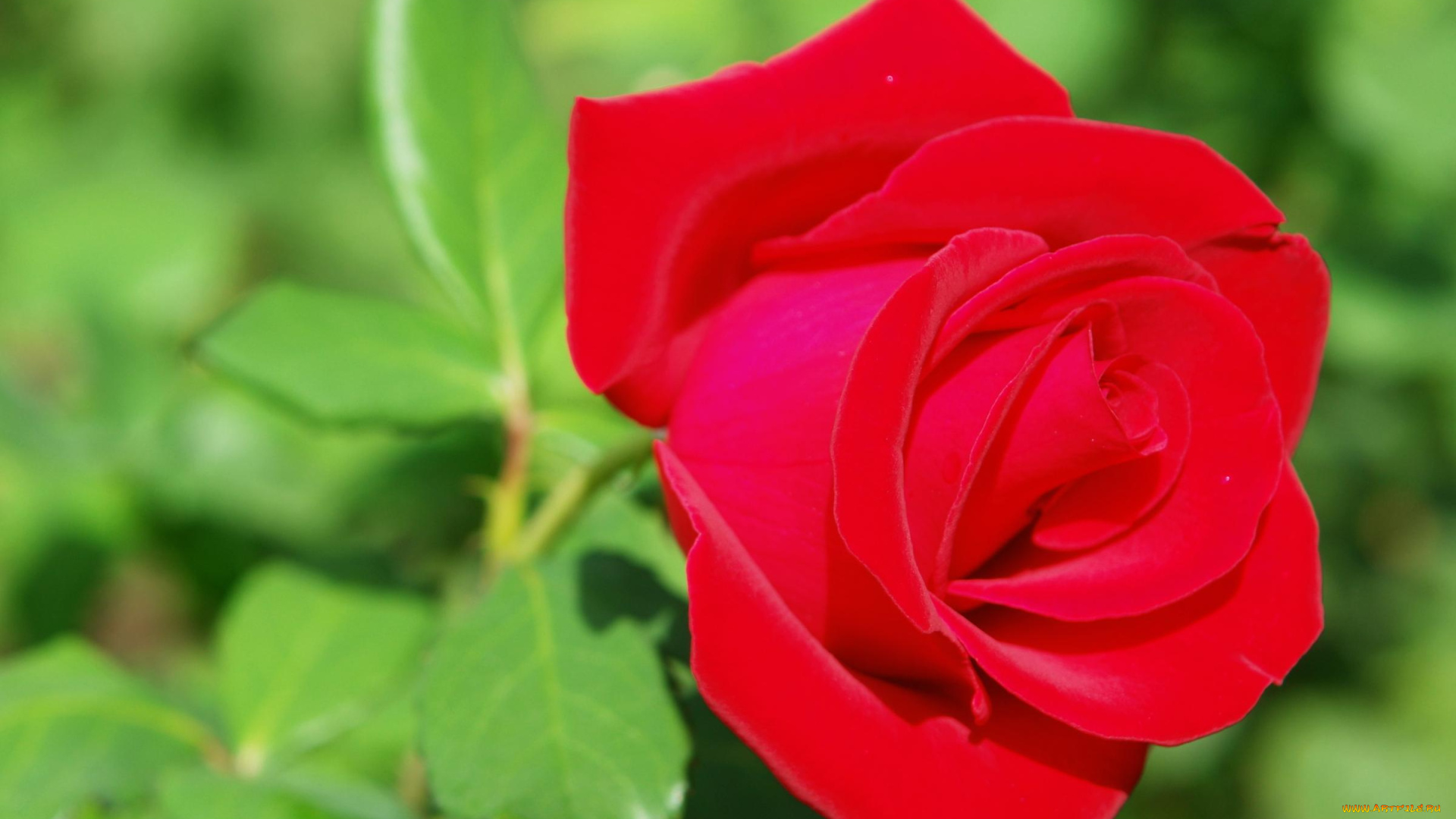 цветы, розы