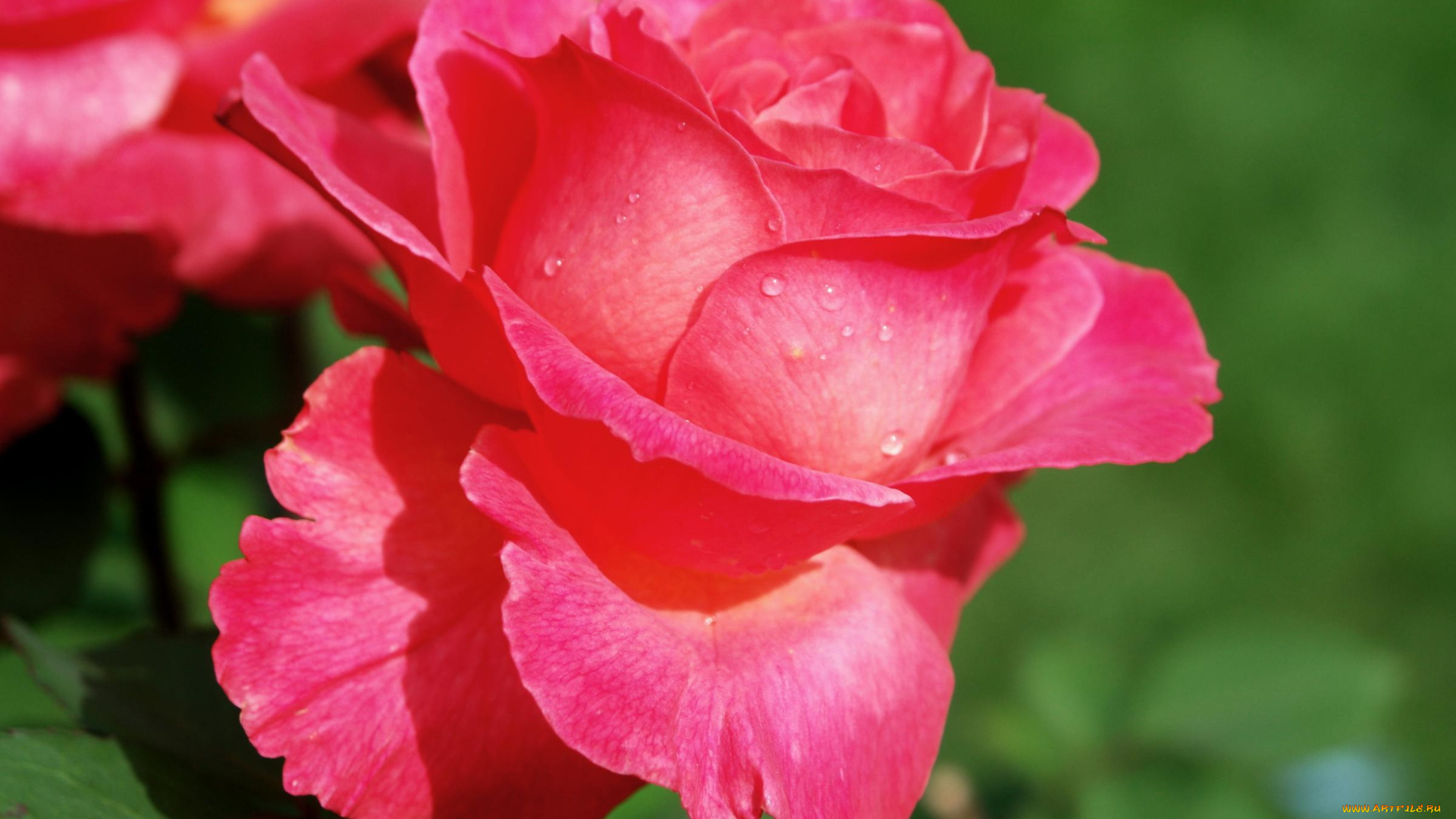 цветы, розы