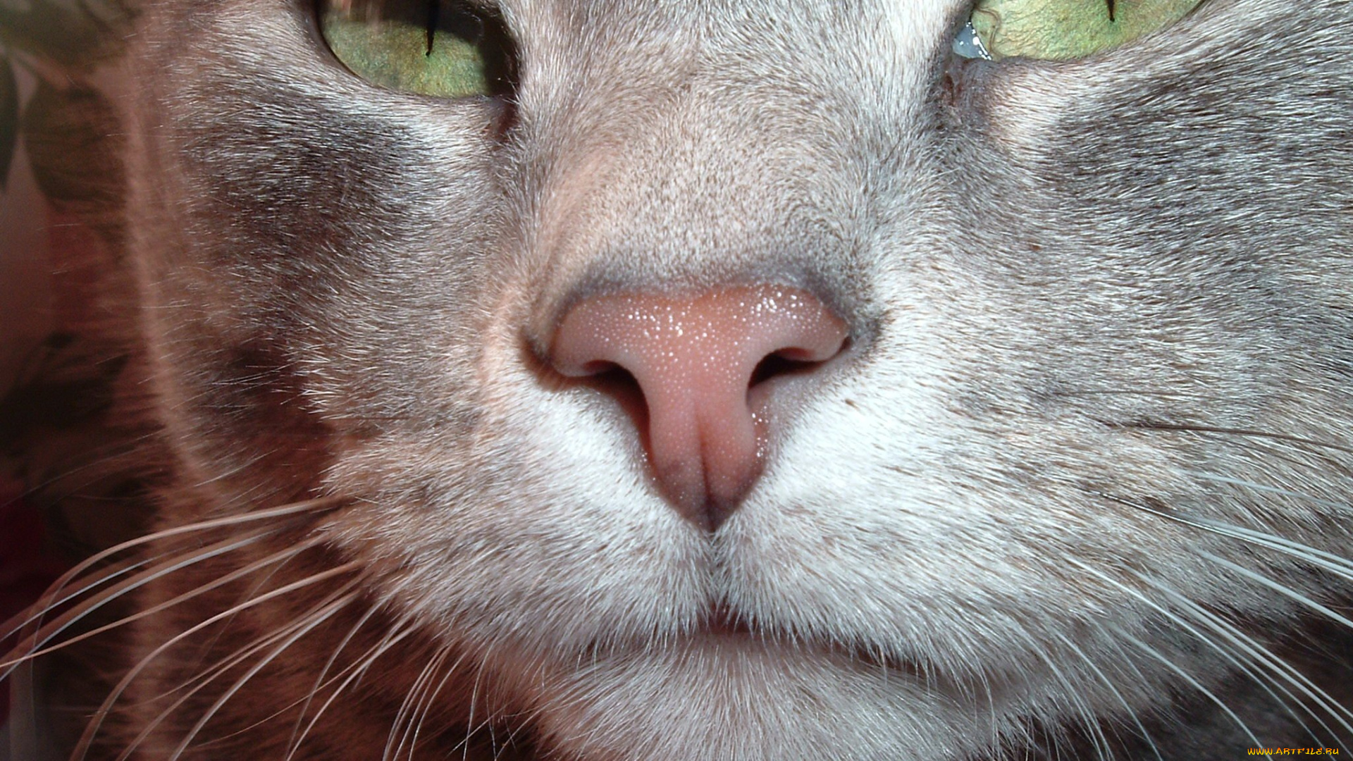 животные, коты