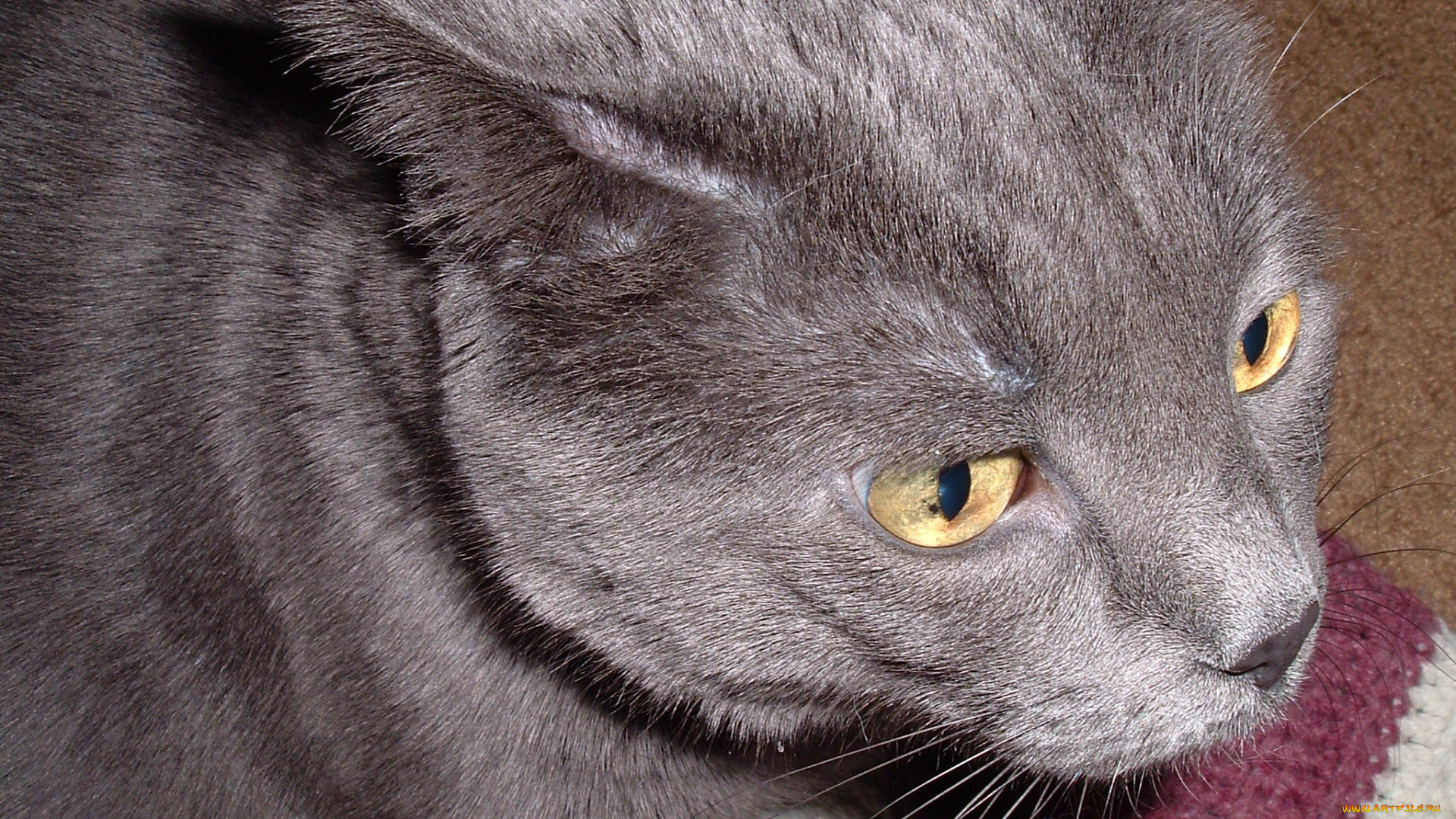 животные, коты