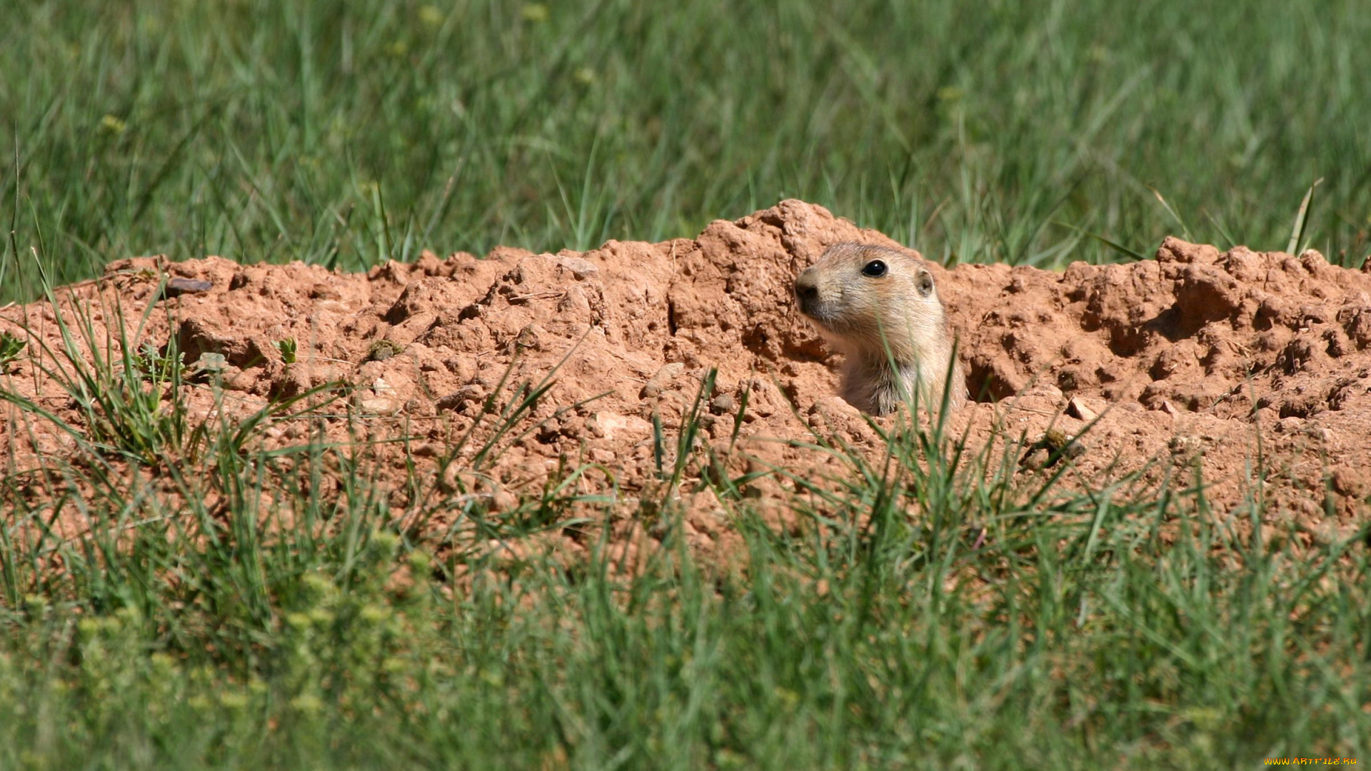 животные, суслики, сурки