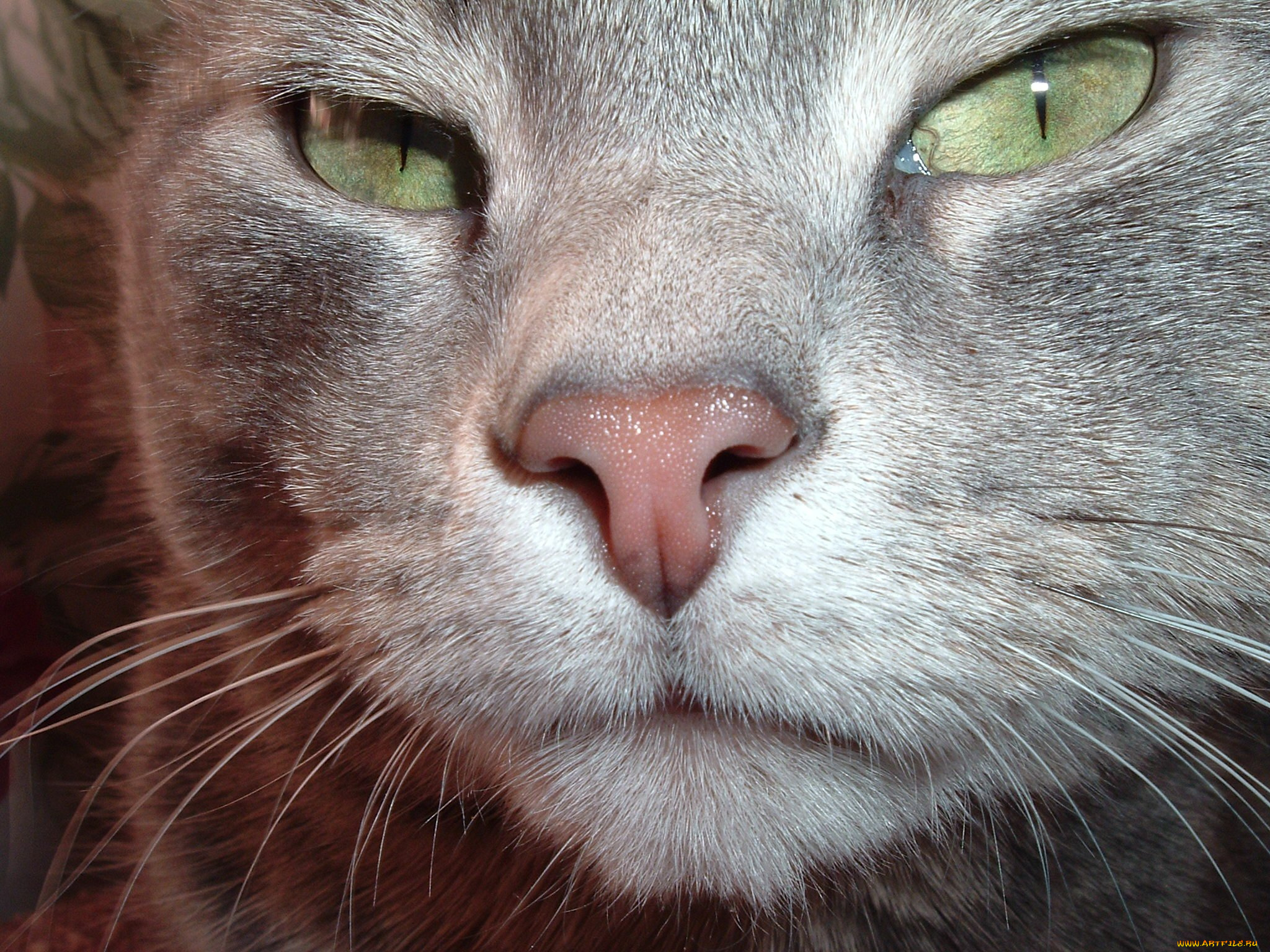 животные, коты