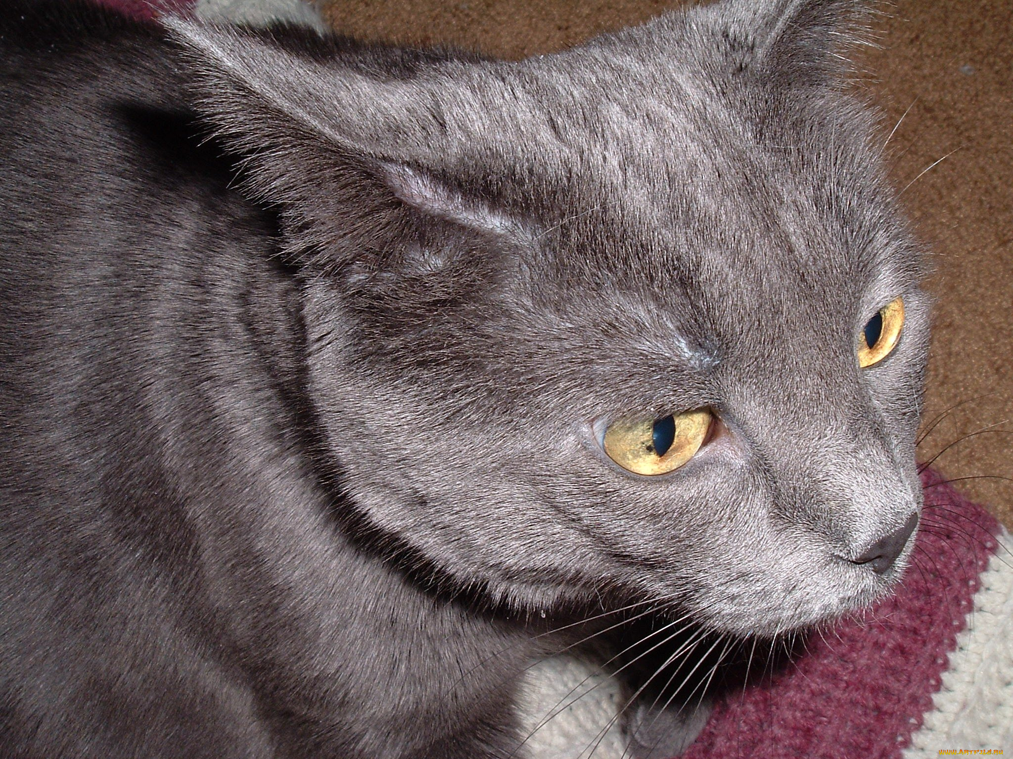 животные, коты