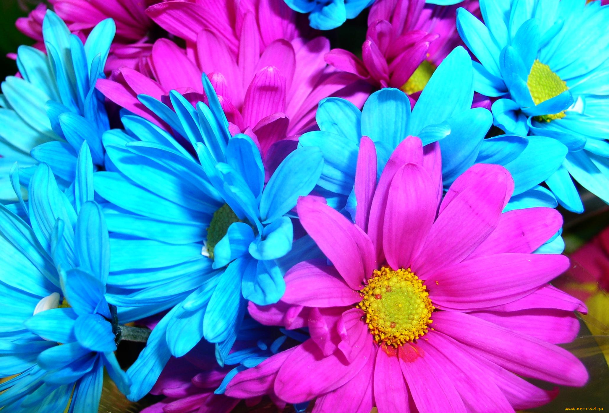 цветы, хризантемы