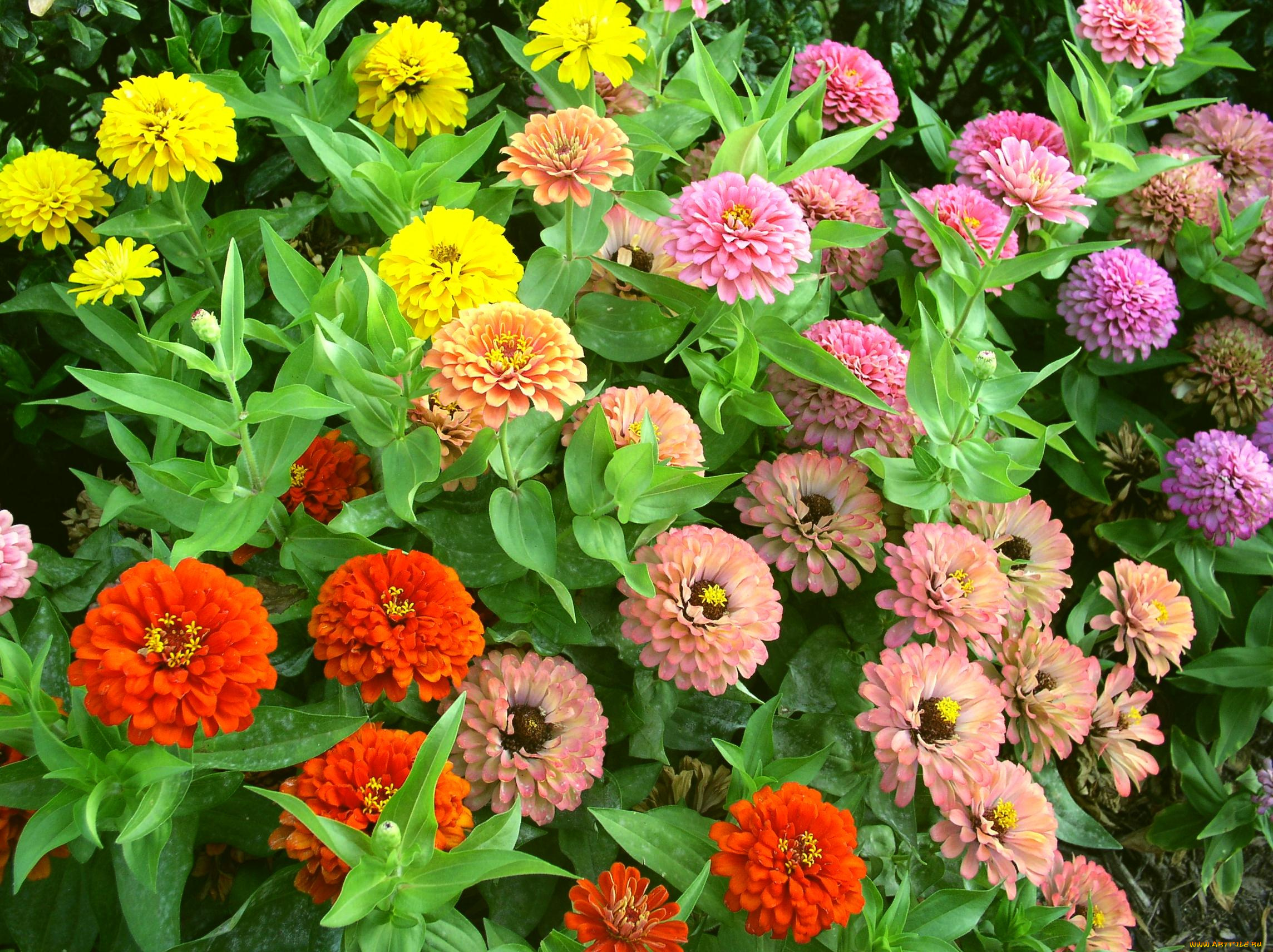 цветы, цинния