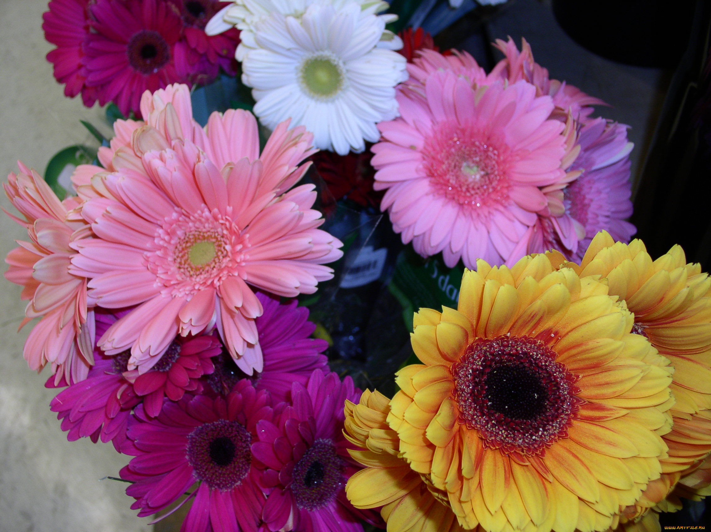 цветы, герберы