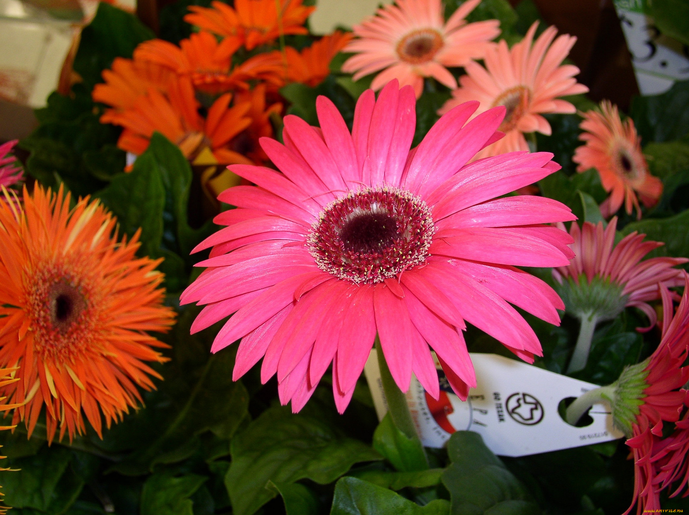 цветы, герберы